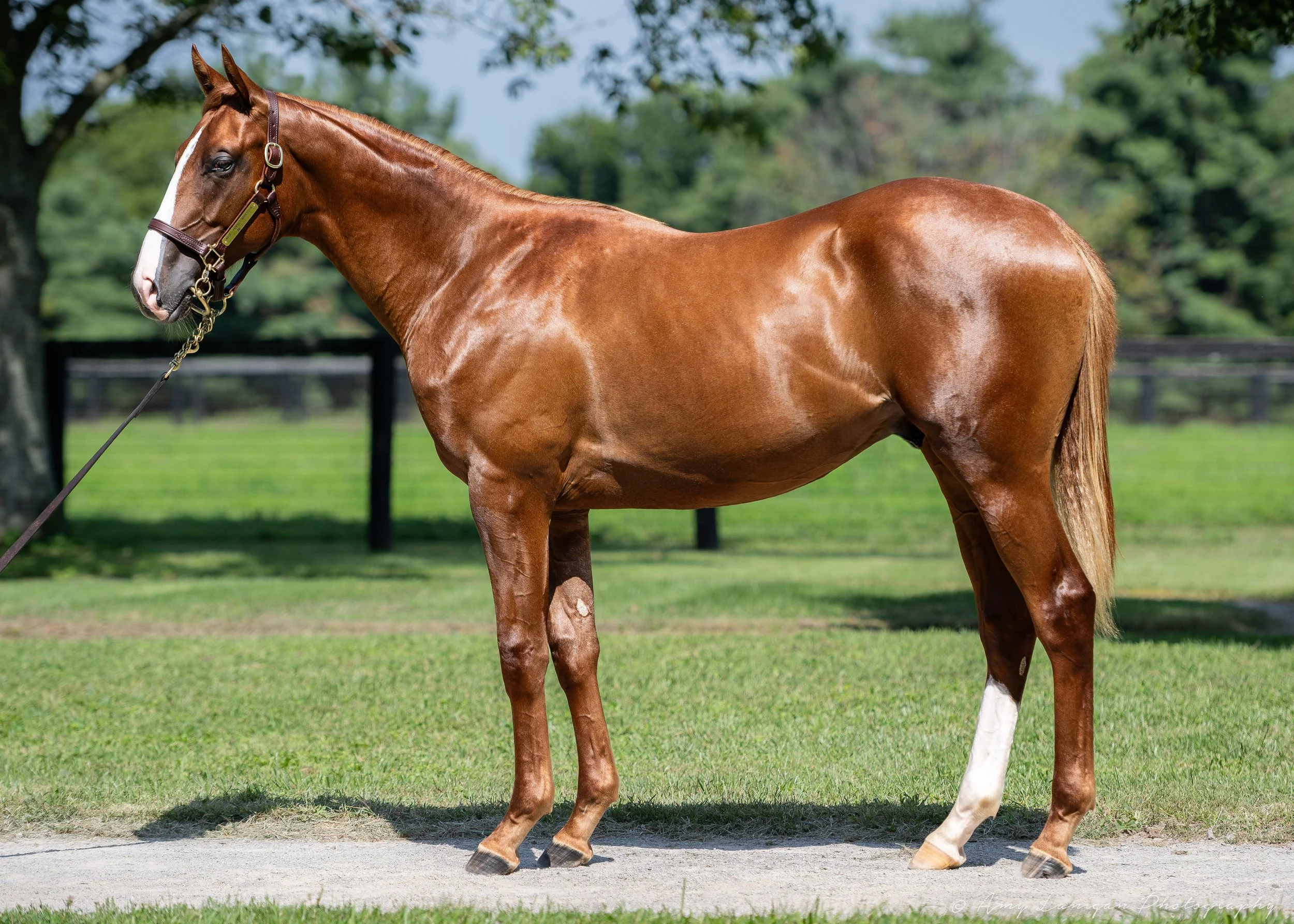 HIP 454 c. MAGE - PERFECT IMPRESSION
