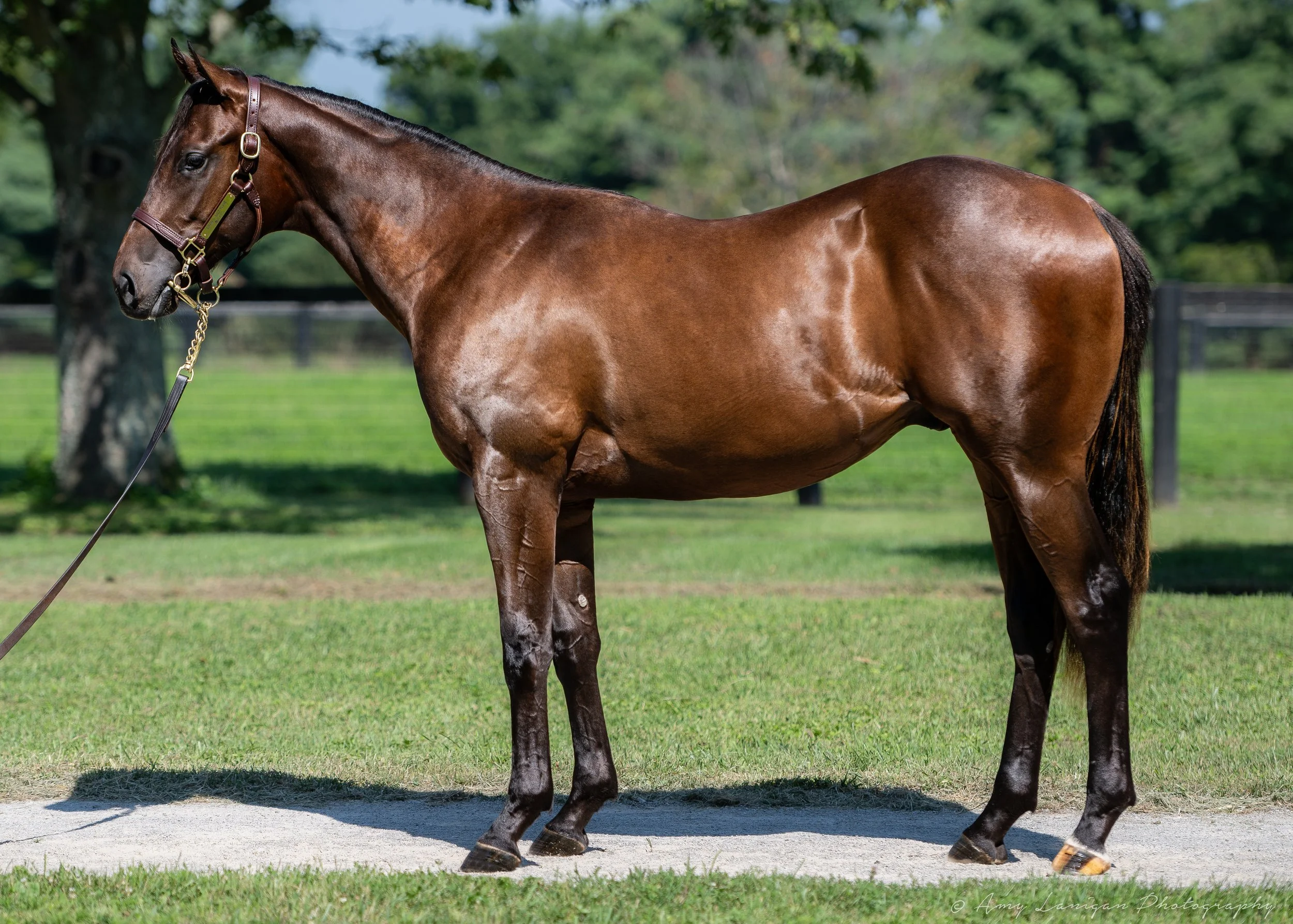 HIP 488 c. GIRVIN - SALT PLAGE