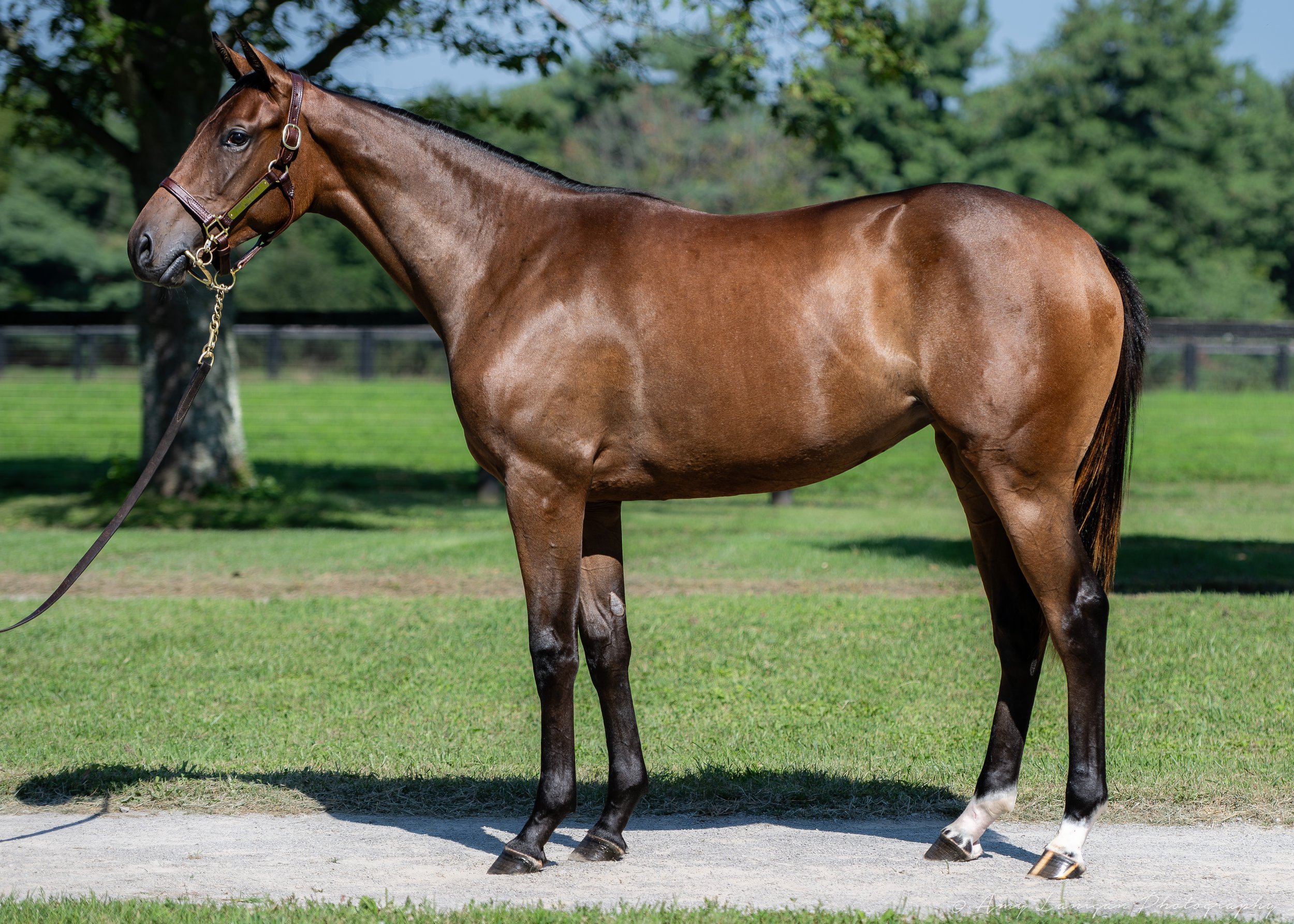 HIP 541 f. PROXY - TWOFORTEA