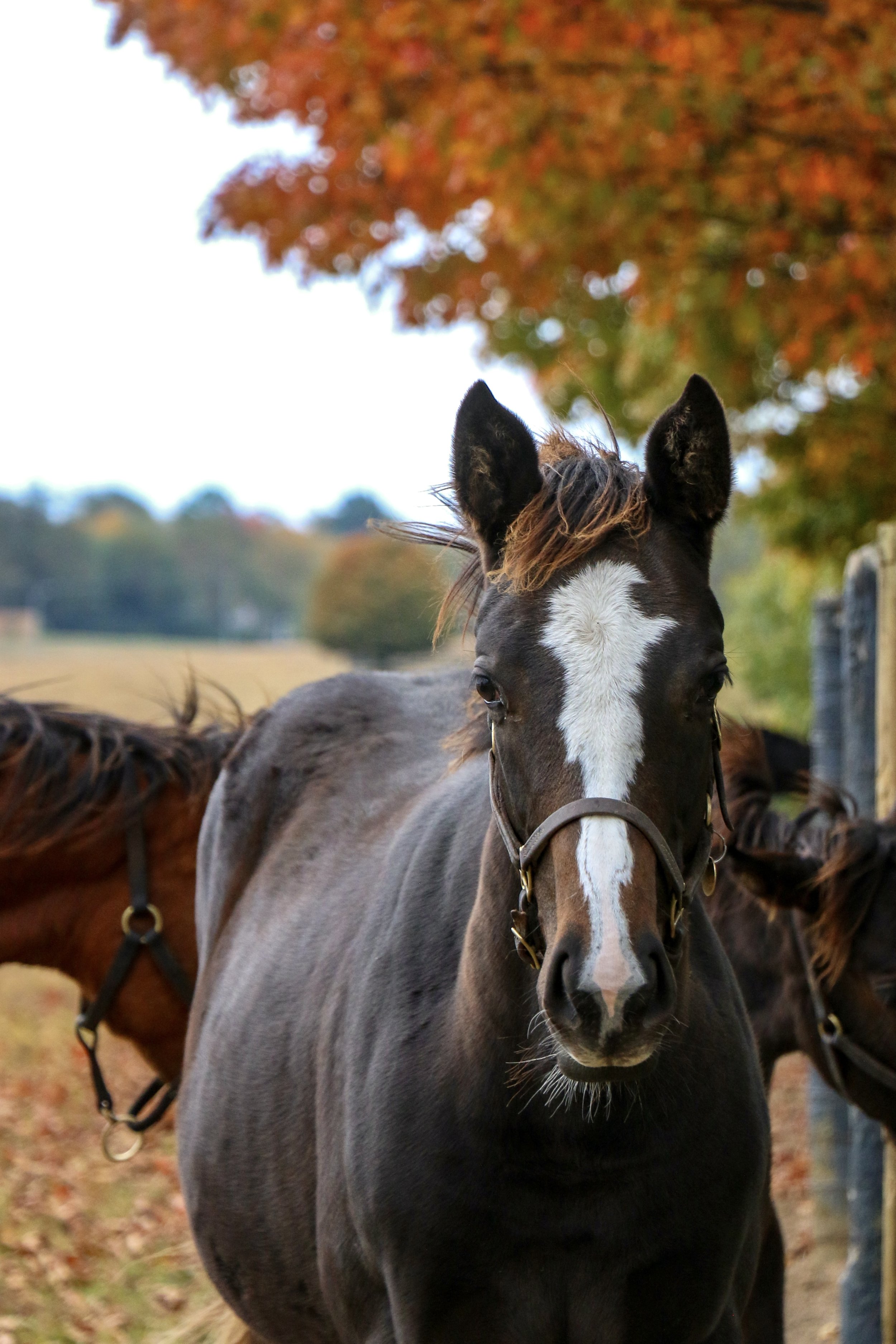 Mill Ridge Grad: COUNTING STARS Sparkles at the Spa in Her Second Grade 1 Victory