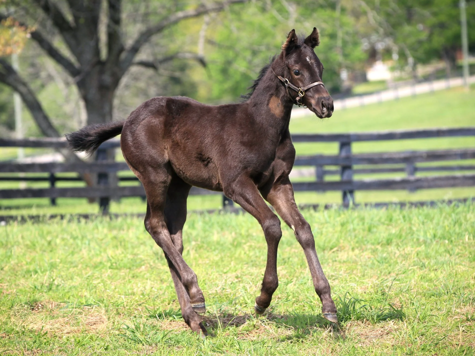 Homebred PLENSA Returns to Kentucky Downs in Style