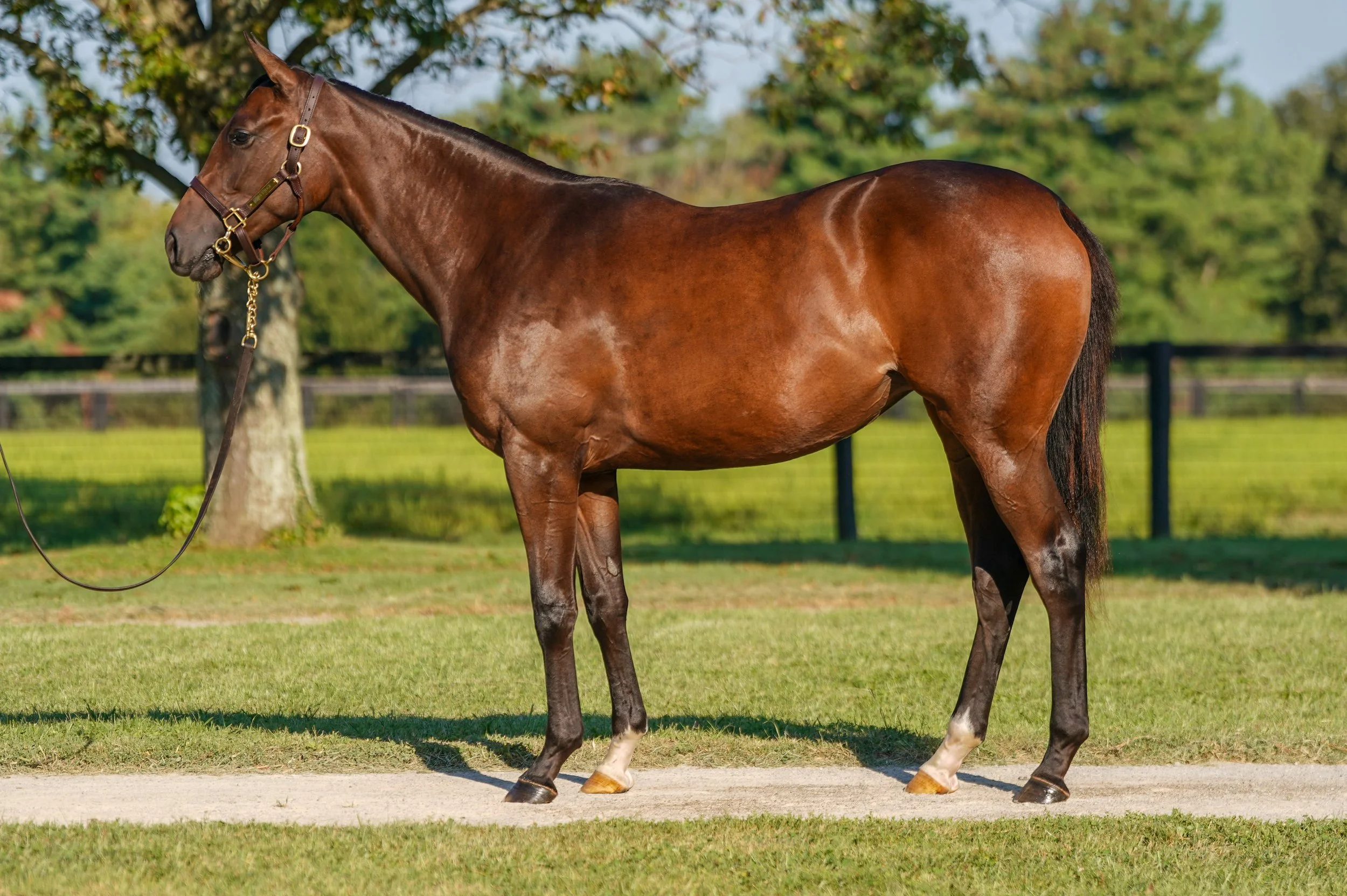 Hip 53 f. CURLIN - STORMY WELCOME