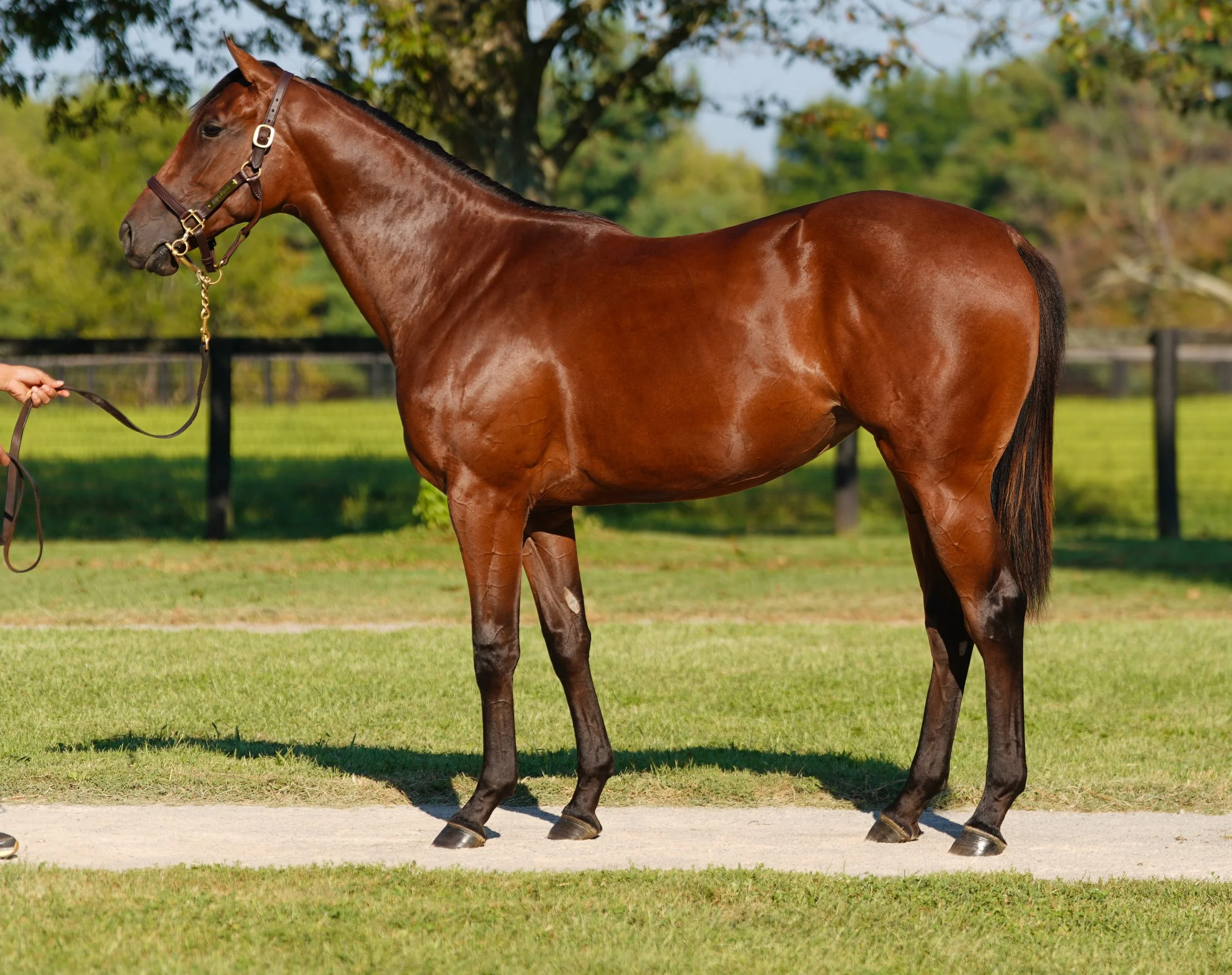 Hip 337 f. INTO MISCHIEF - MUNNYFOR RO
