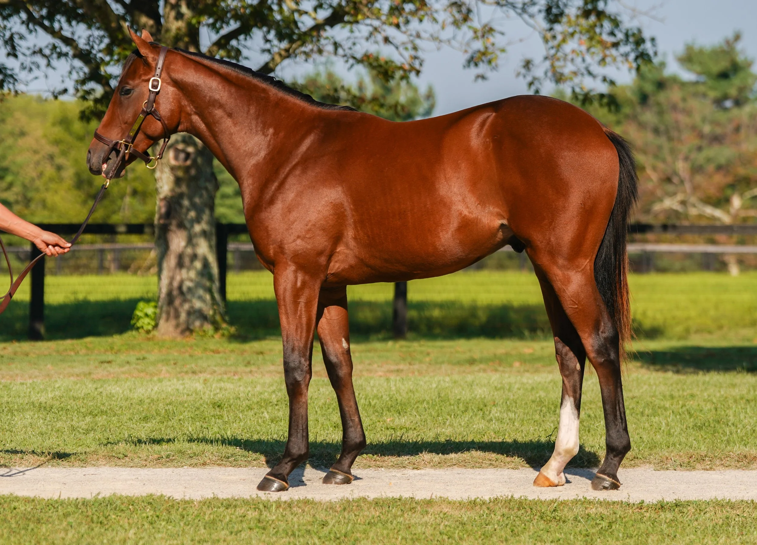 Hip 861 c. CODY’S WISH - WILD SILK