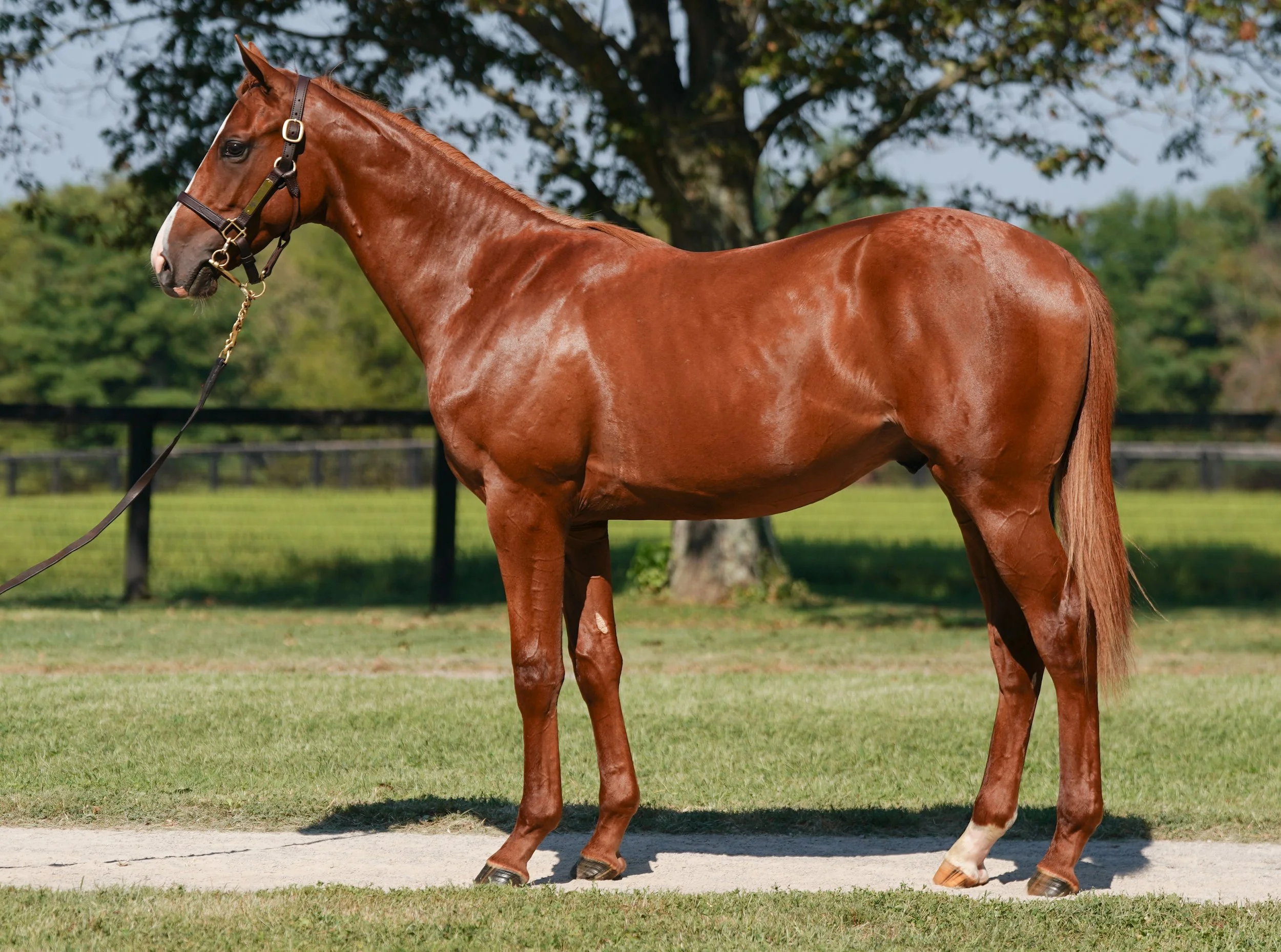 Hip 1129 c. JUSTIFY - PROPER MAD