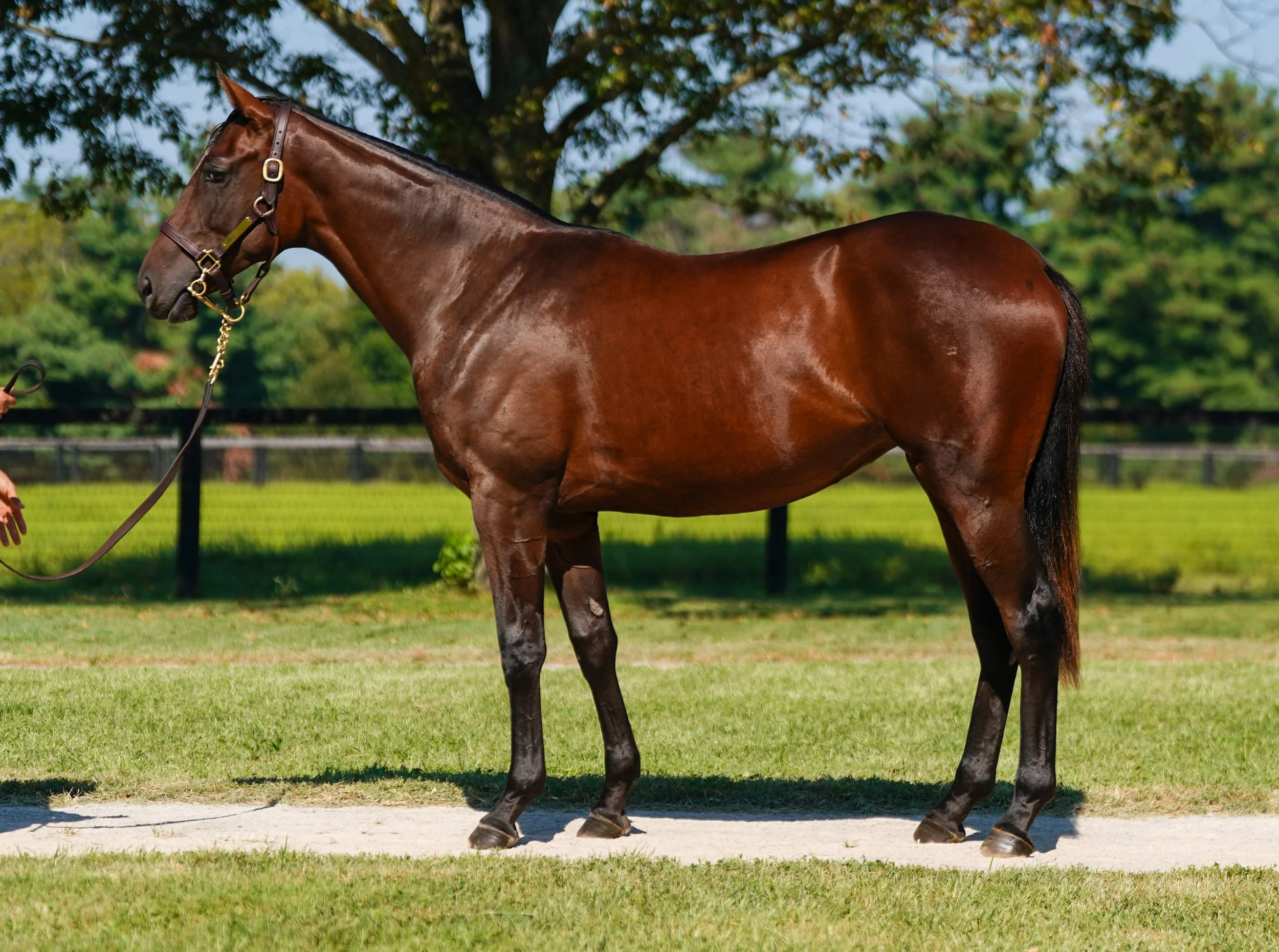 Hip 1695 f. MEDAGLIA D’ORO - A.P. PRINCESS