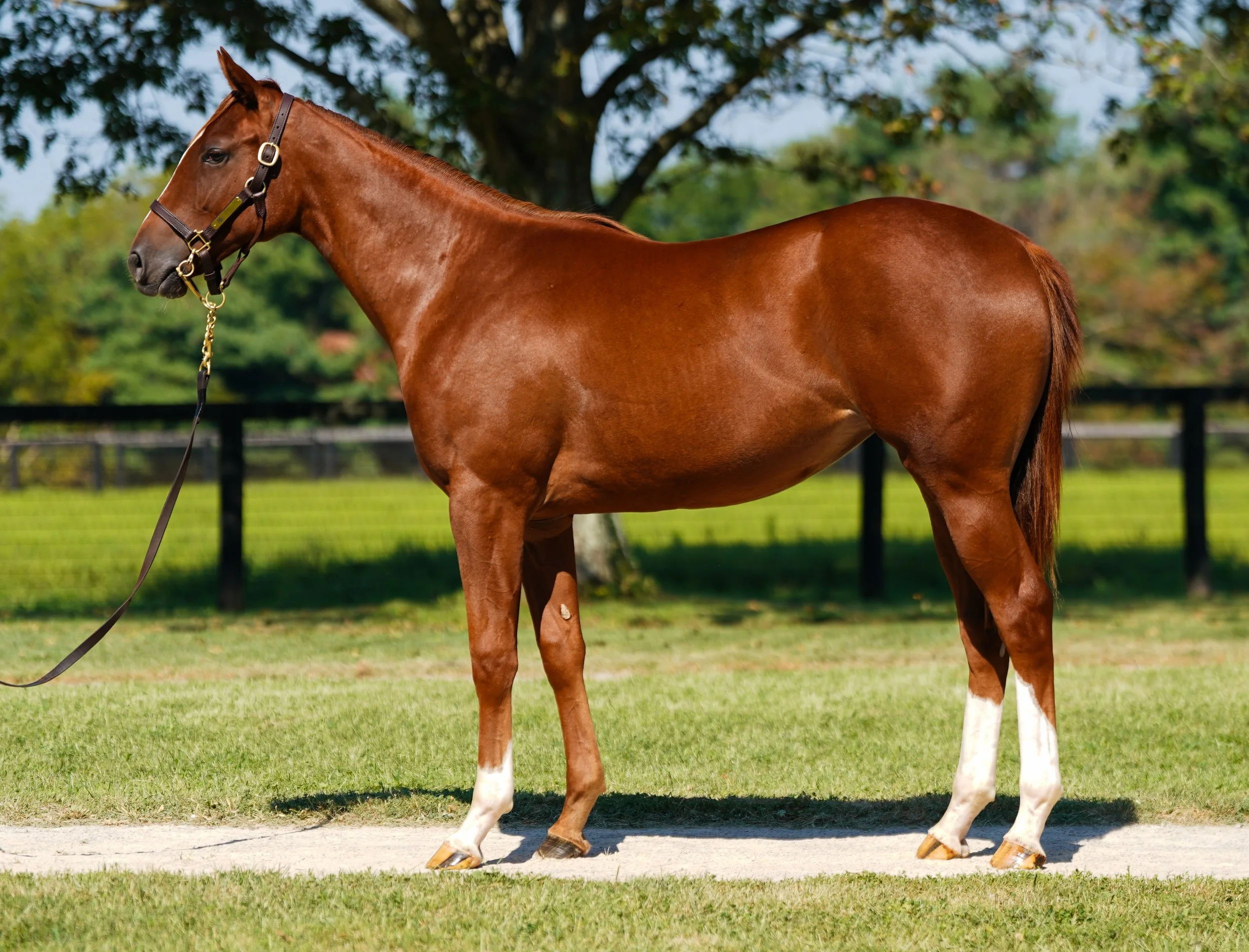 Hip 1707 f. OSCAR PERFORMANCE - BE JOYFUL