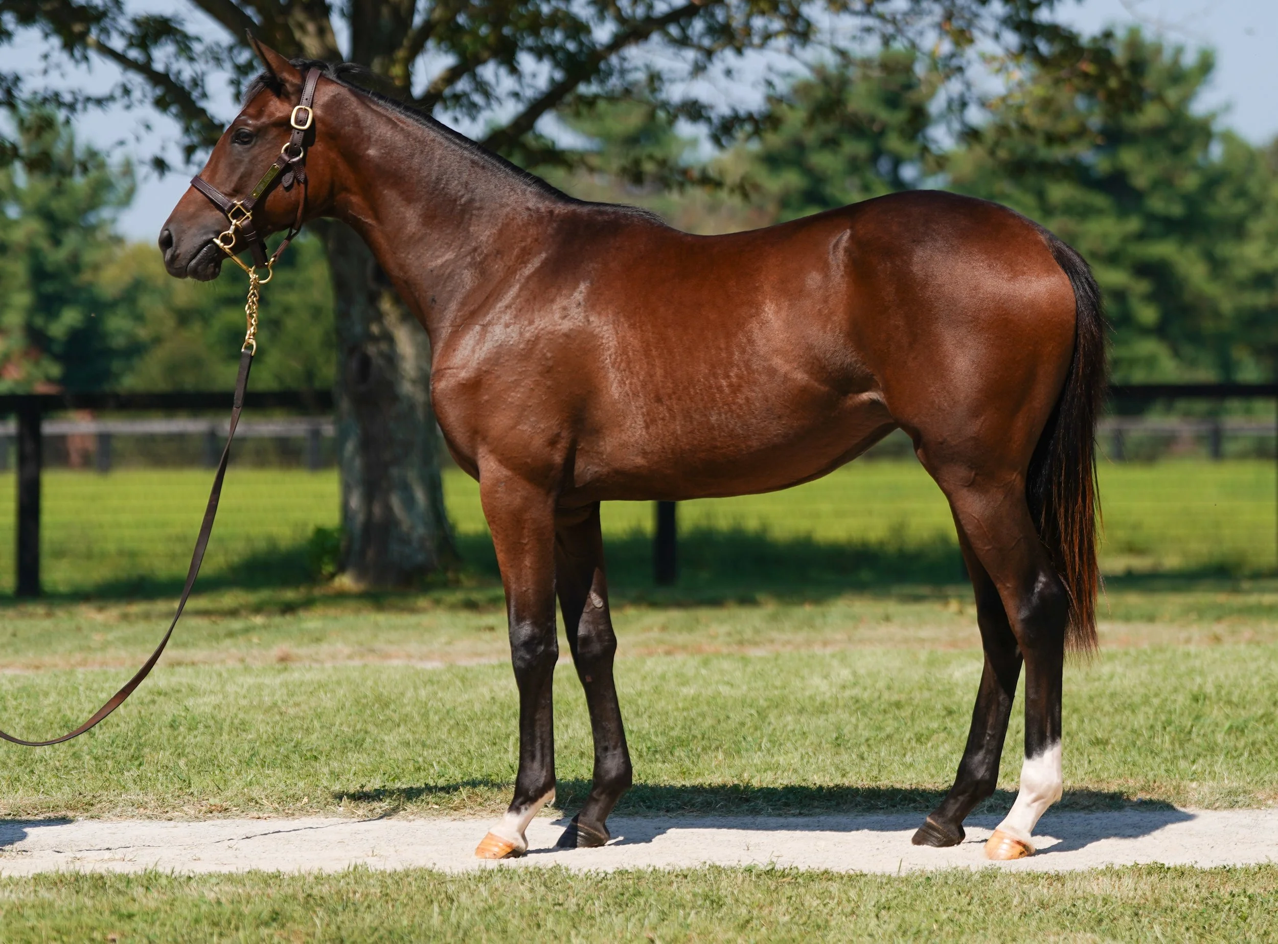 Hip 1902 f. CODY’S WISH - MADEMOISELLE COCO