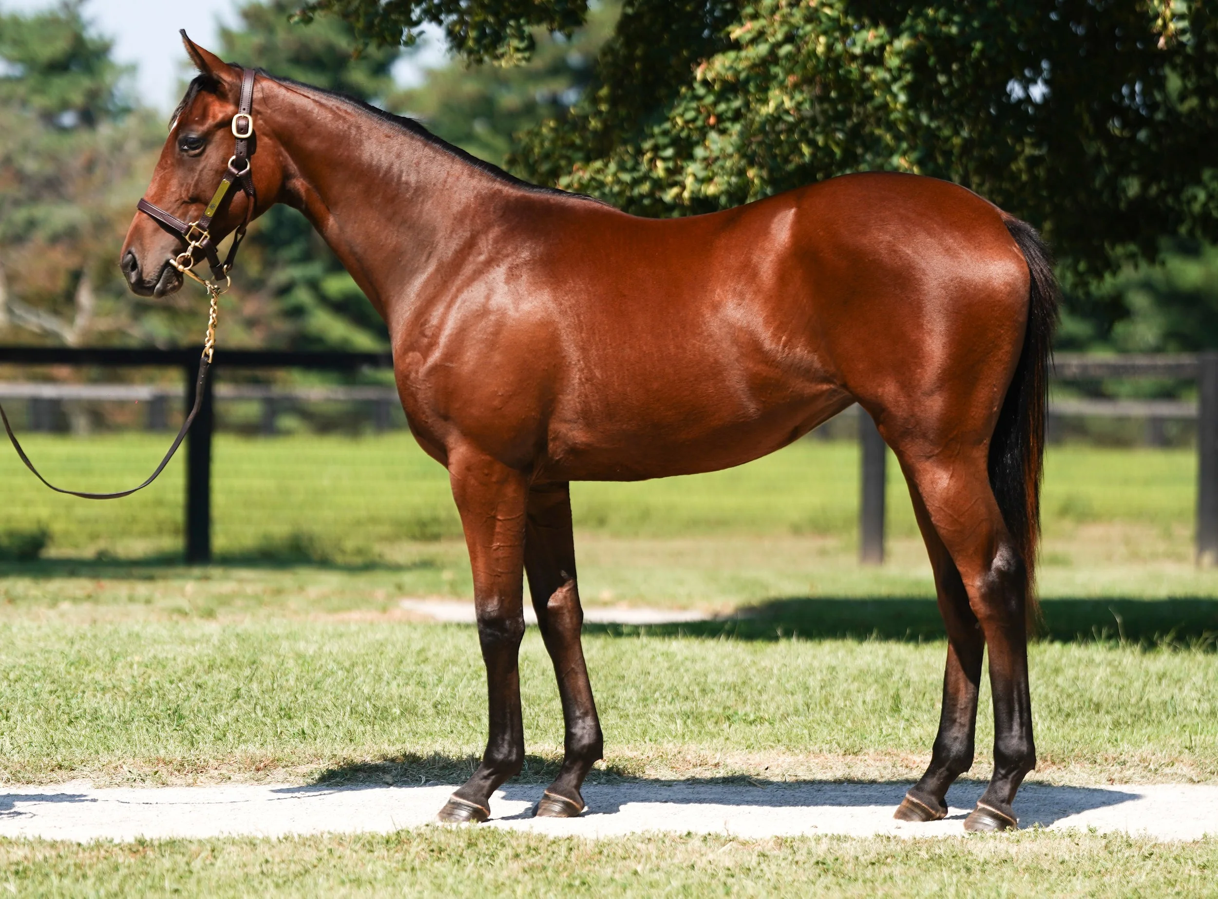 Hip 2413 f. EPICENTER - SEASTONE