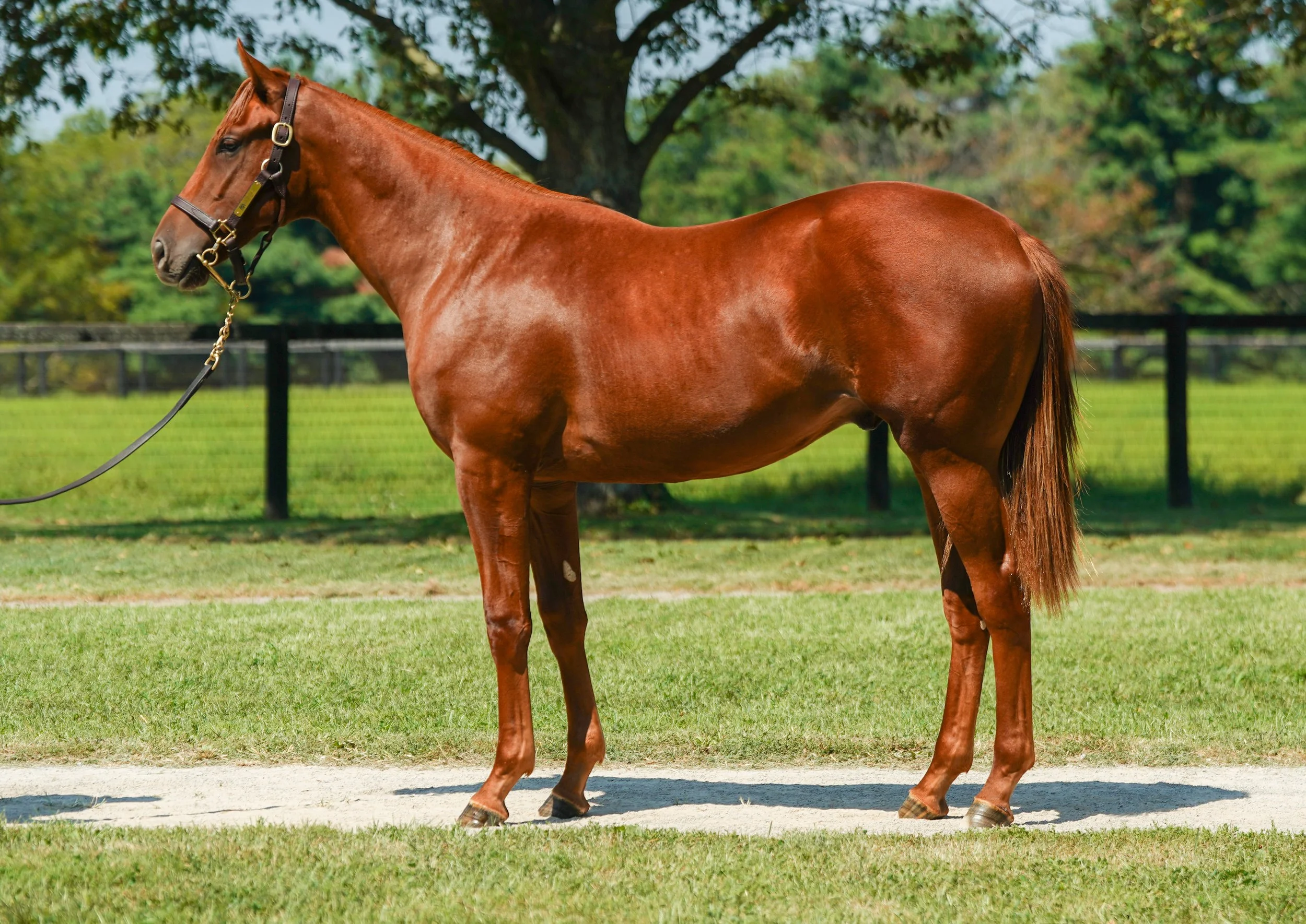 Hip 2476 c. CANDY RIDE - TOPANGA CANYON