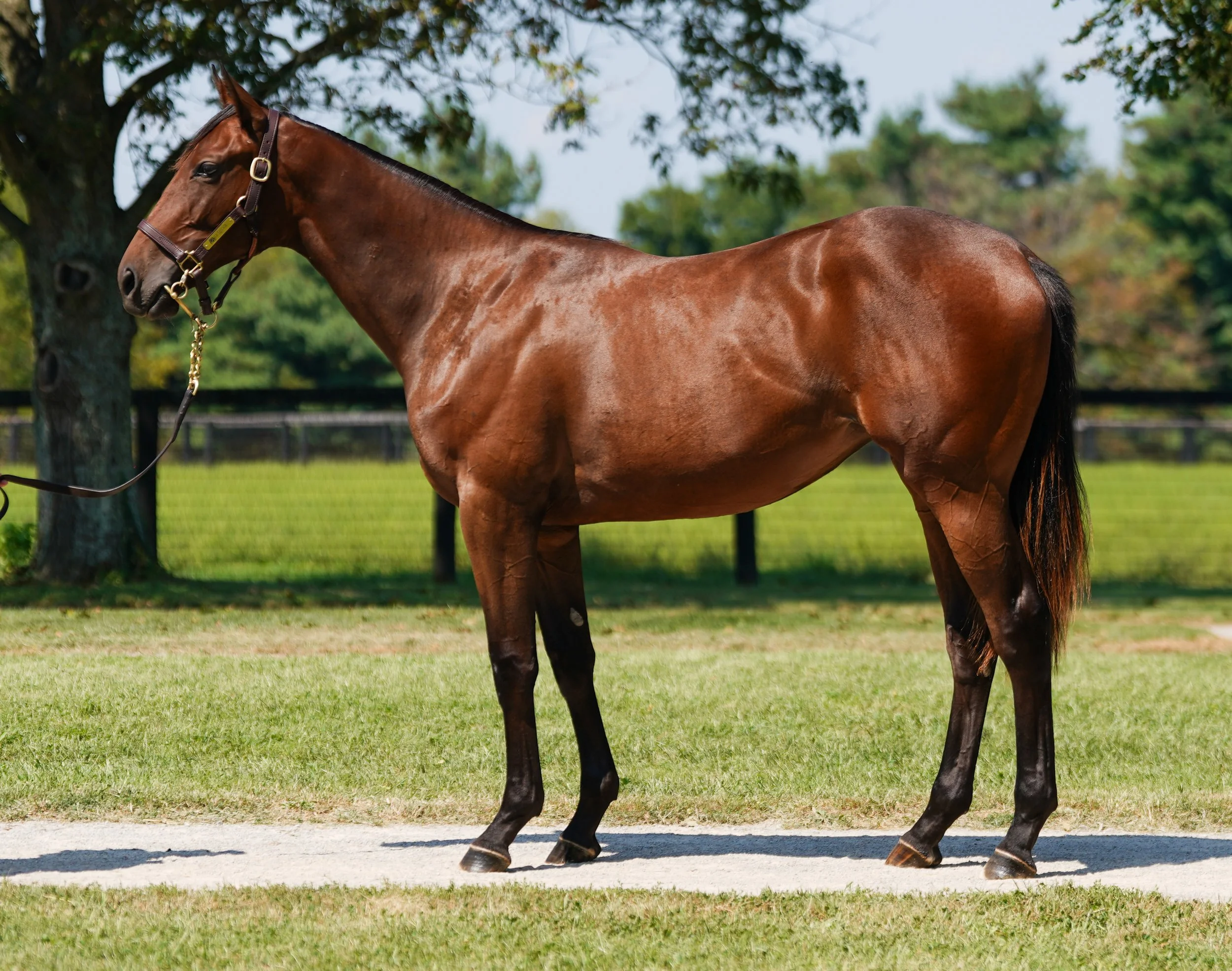 Hip 2514 f. MACLEAN’S MUSIC - ZUSHA