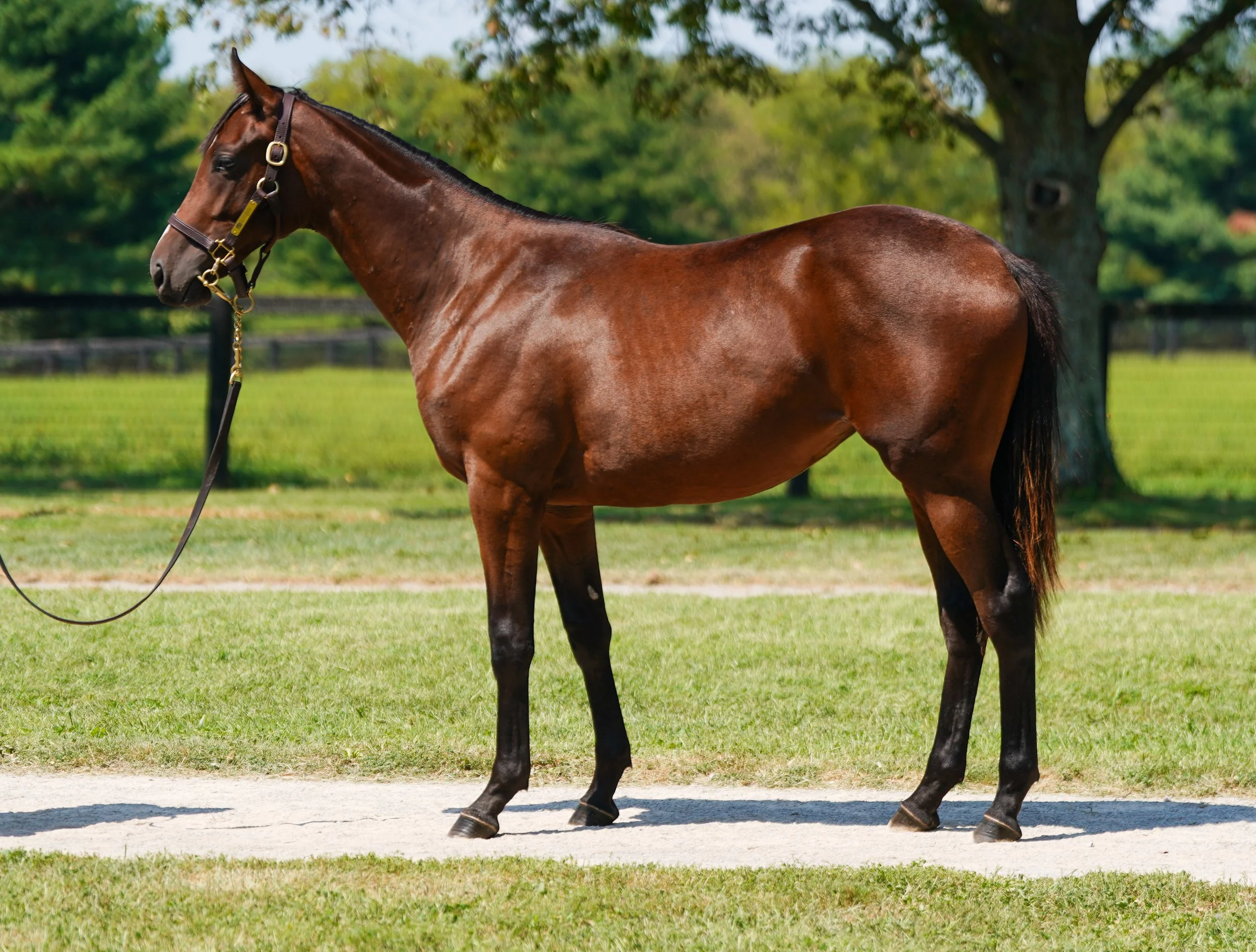 Hip 2688 f. KANTHAROS - INTENSIFY