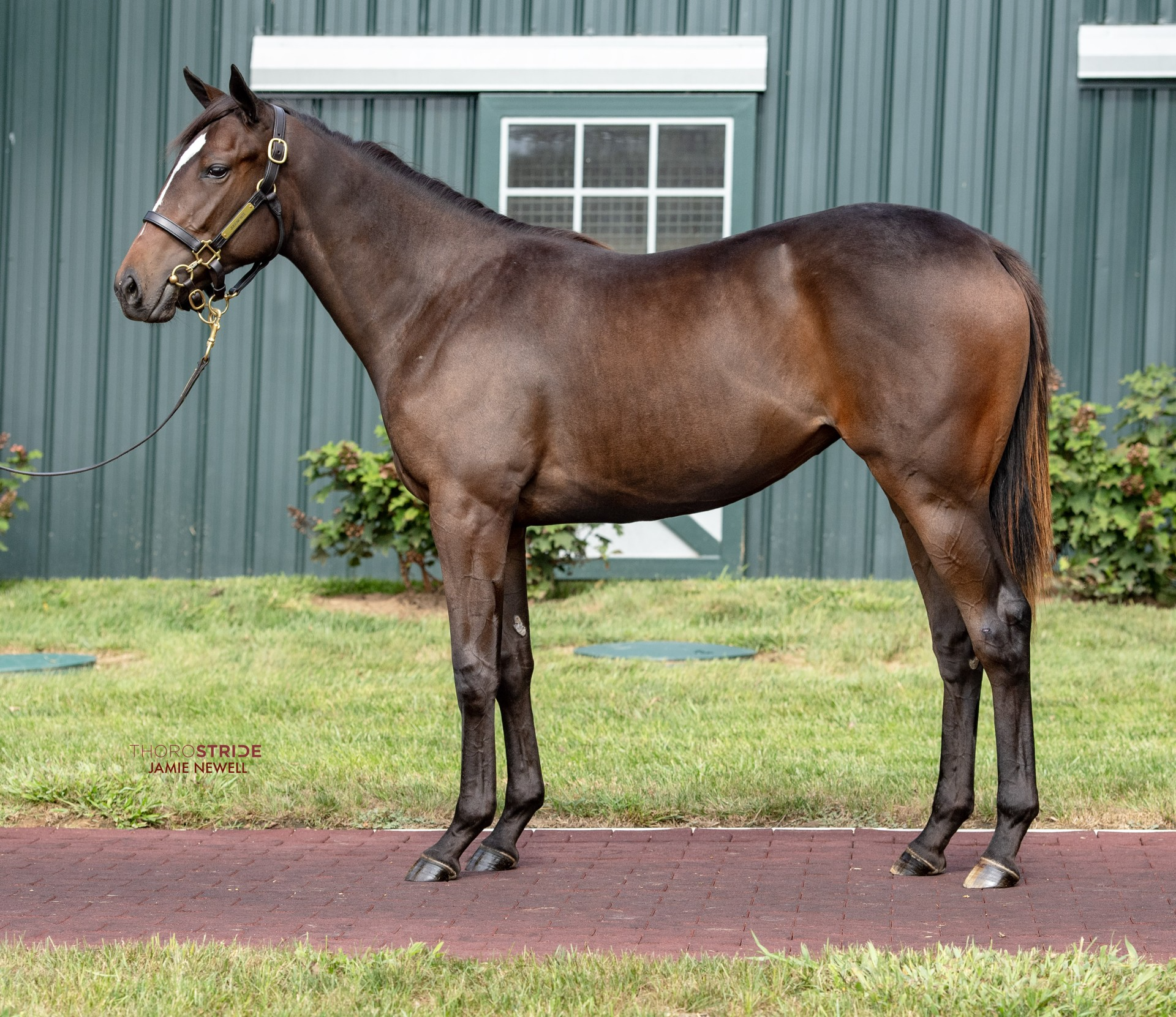 Hip 1898 f. CONSTITUTION - LORY