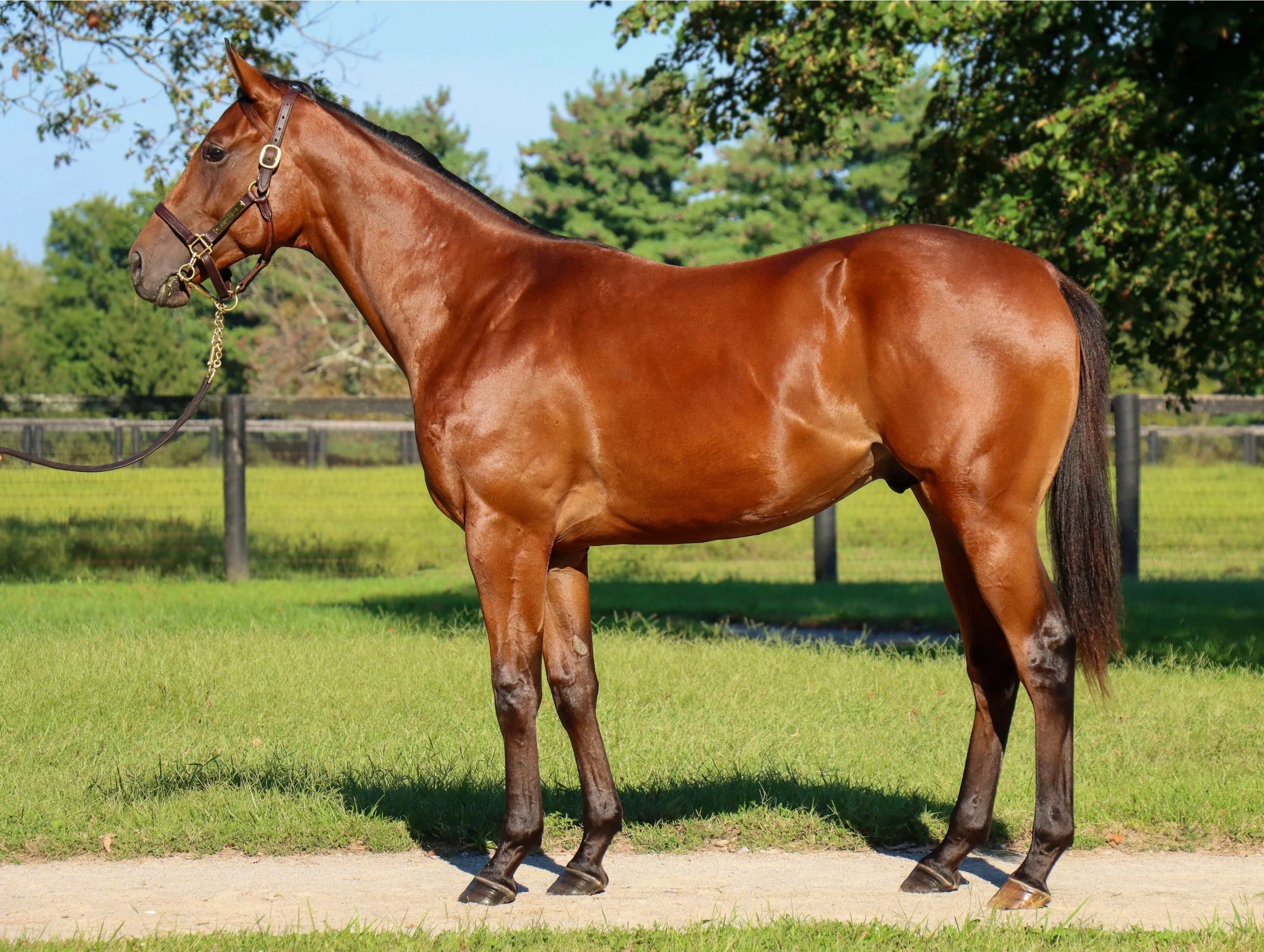 Hip 3432 c. MCKINZIE - CELTIC ELEGANCE