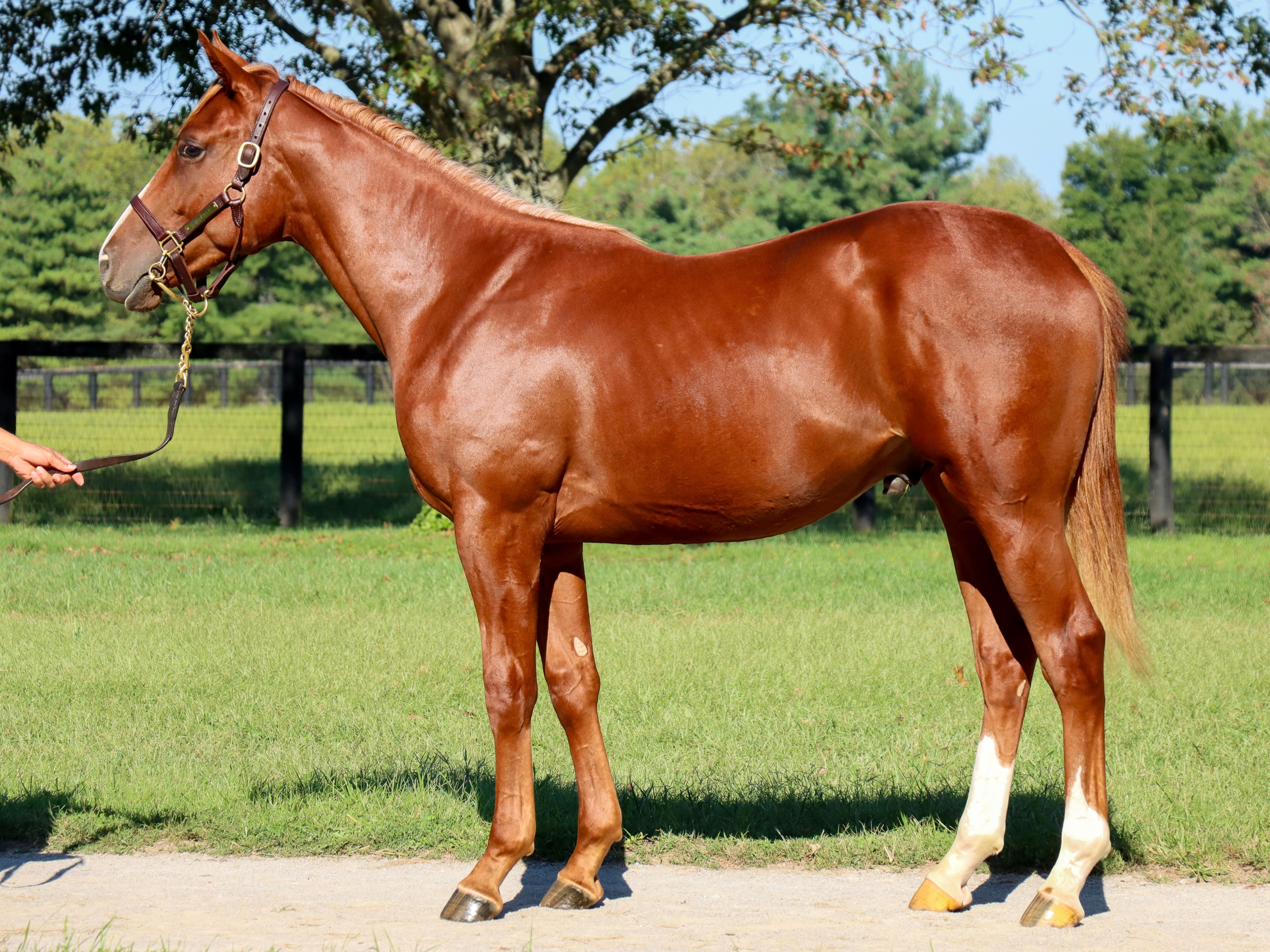 Hip 3455 c. AMERICAN PHAROAH - DANCE FOR THE GOLD