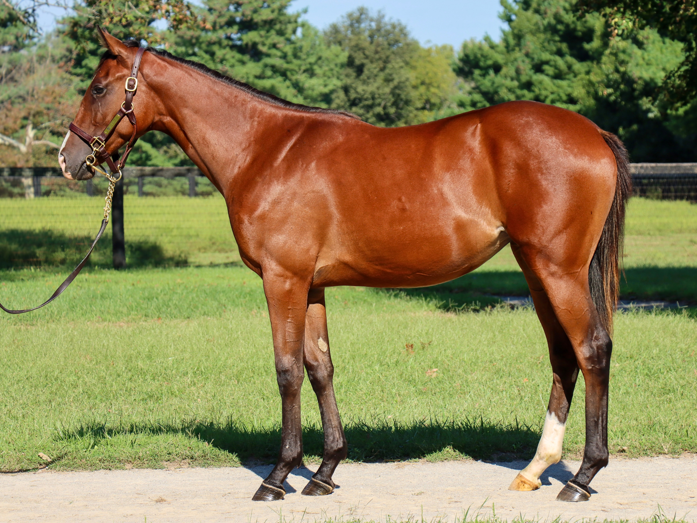 Hip 4334 f. HIGHLY MOTIVATED - BABY J