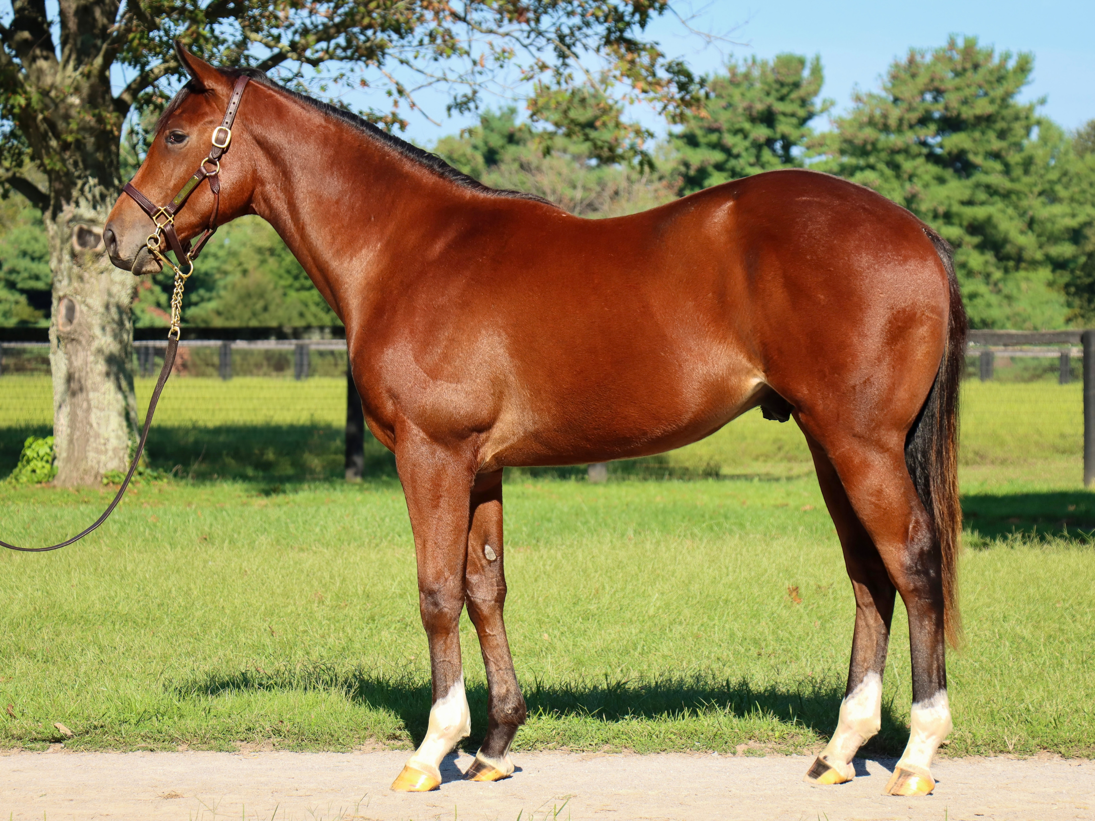Hip 4345 c. LOGGINS - BELL COURT