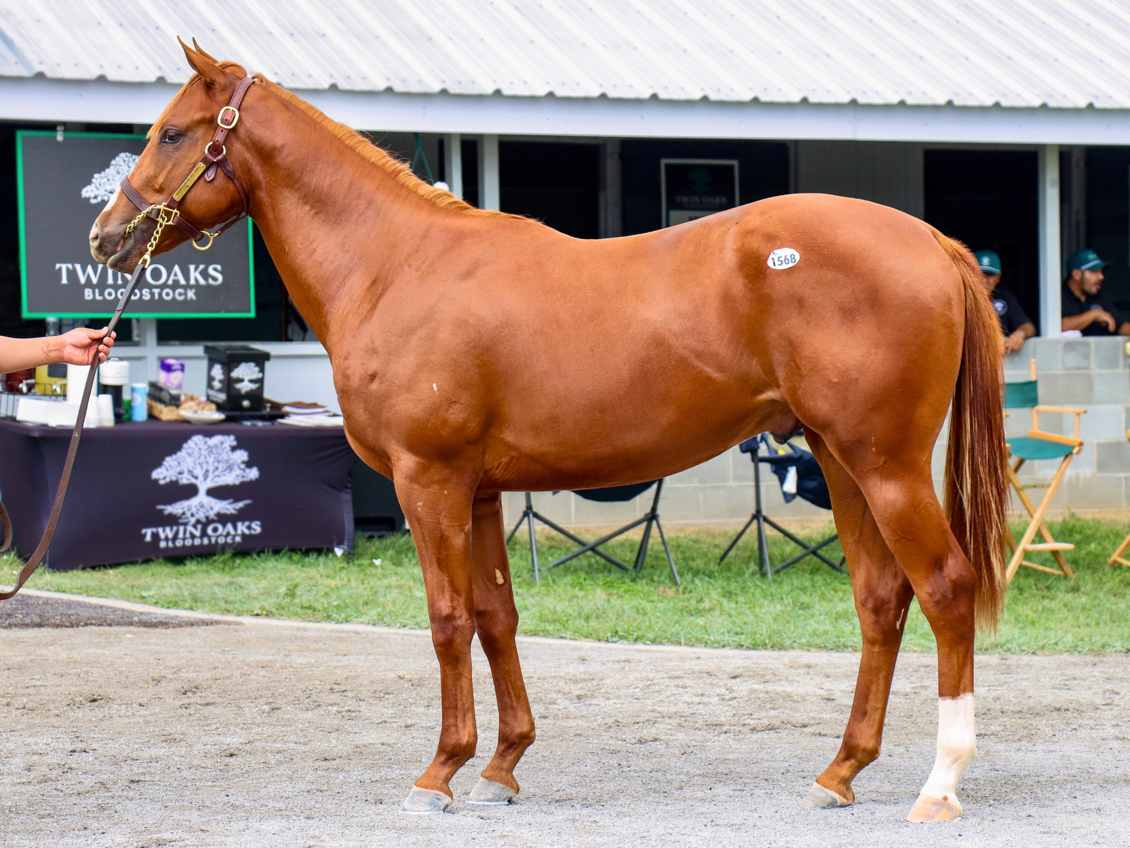 Hip 1568 c. JUSTIFY - ROUND HILL ROAD