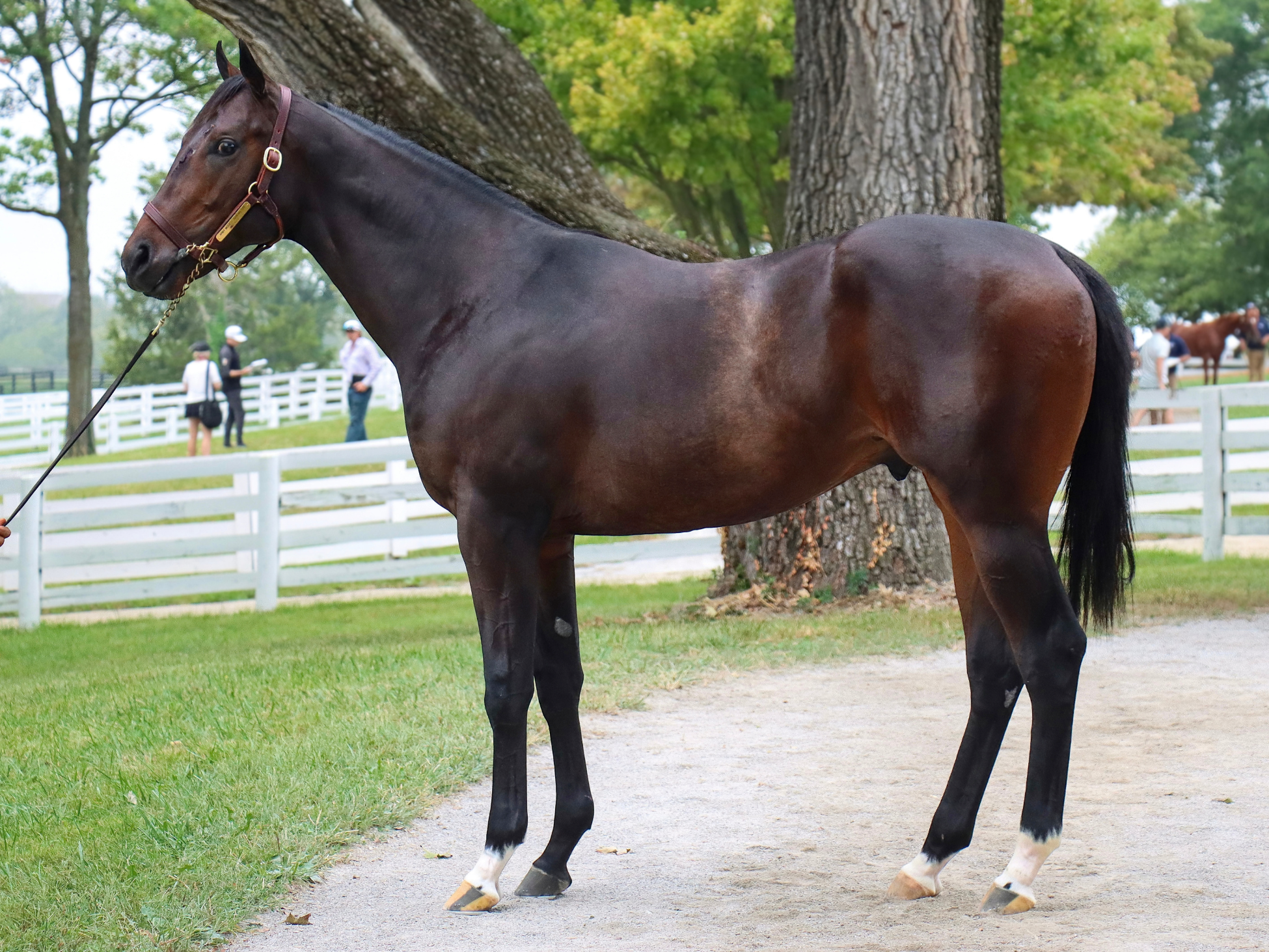 Hip 2450 c. ARMY MULE - SURGING TIDE