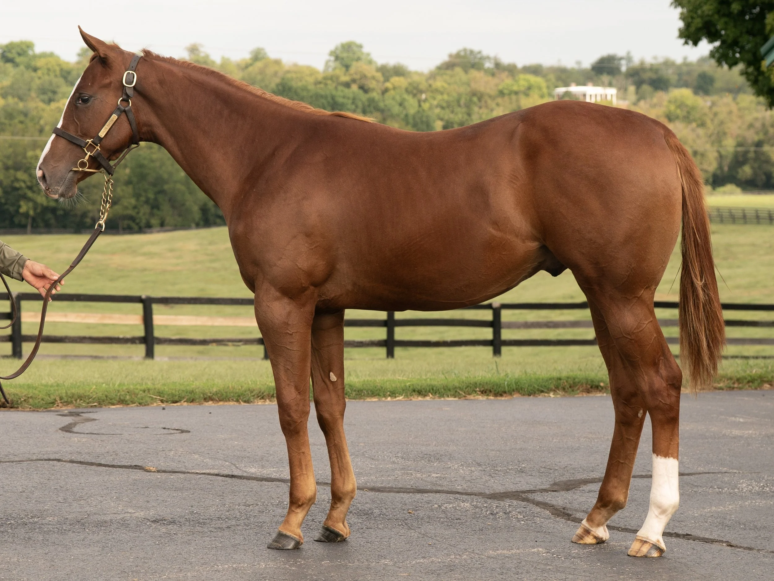 Hip 3583 c. OSCAR PERFORMANCE - LULU’S PARTNER