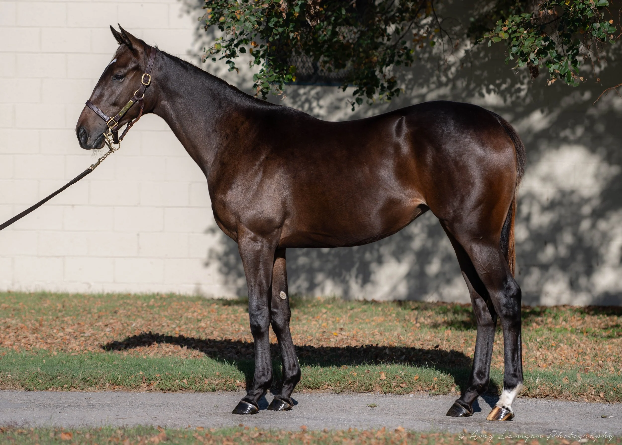 Hip 54 f. LIFE IS GOOD - RICHEBOURG
