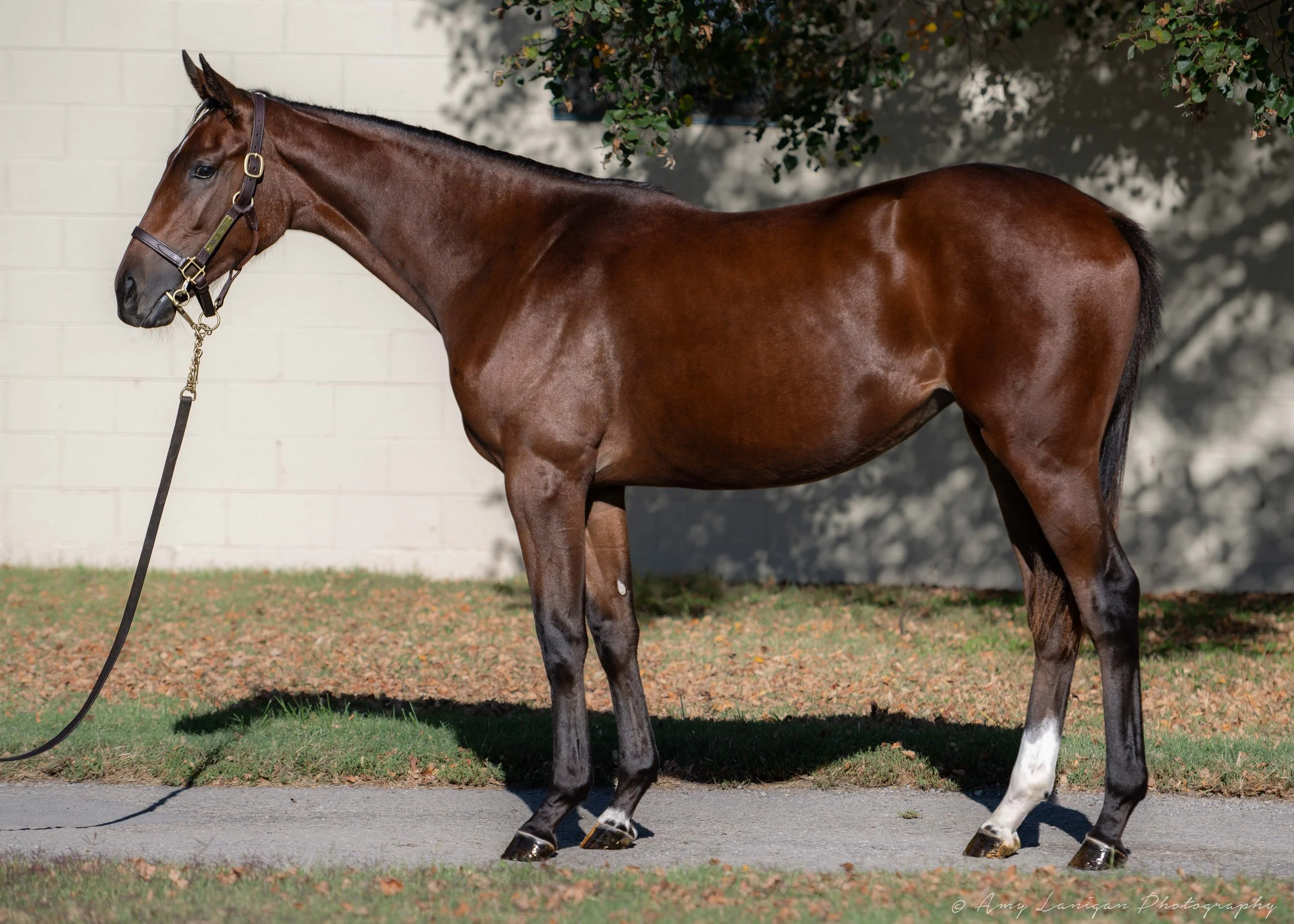 Hip 183 f. GOOD MAGIC - SMITH’S POINT