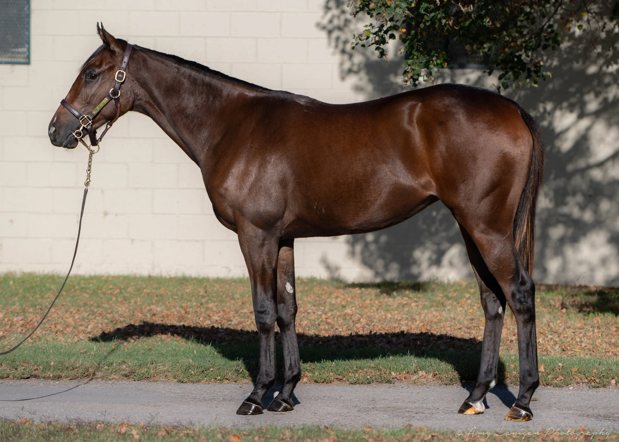 Hip 266 f. OLYMPIAD - SUMMER SCHOOL
