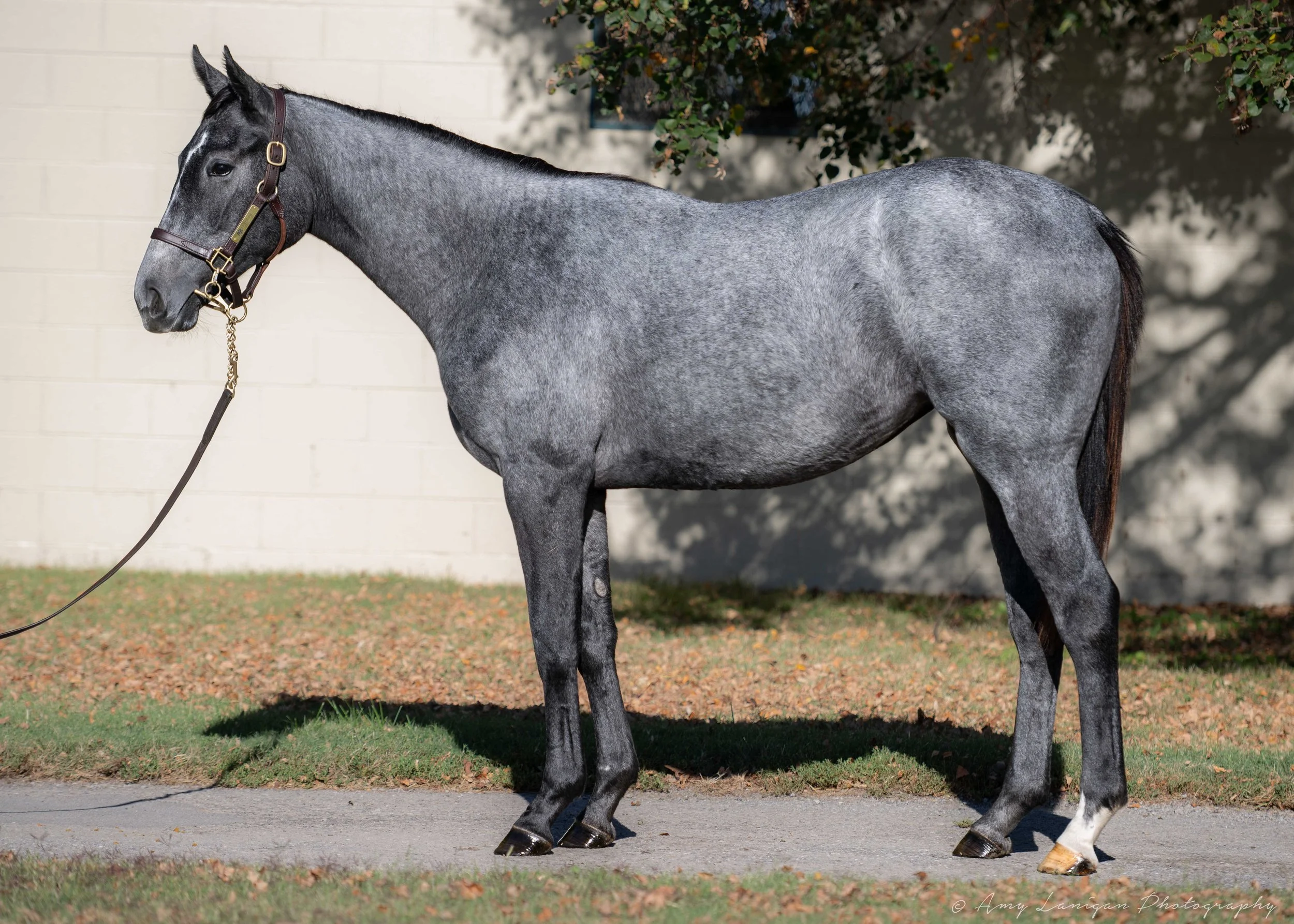 Hip 425 f. UP TO THE MARK - VEDEVA
