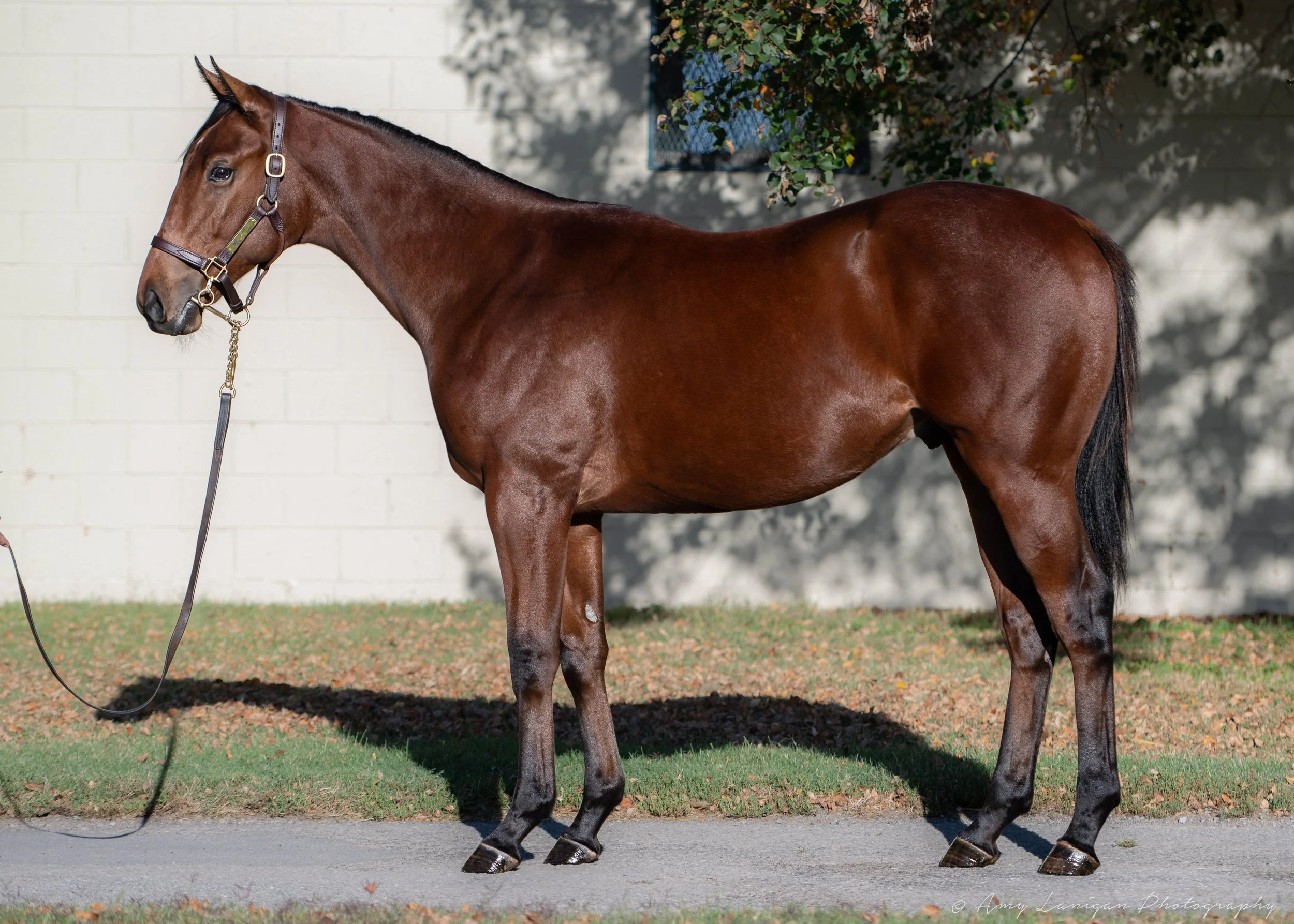 Hip 427 c. LIFE IS GOOD - VELVET MOOD