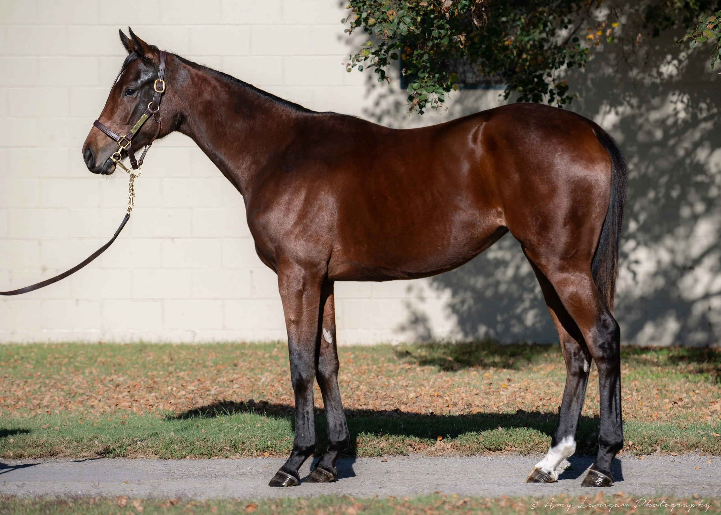 Hip 1497 f. YAUPON - NOON TIME SHOWER