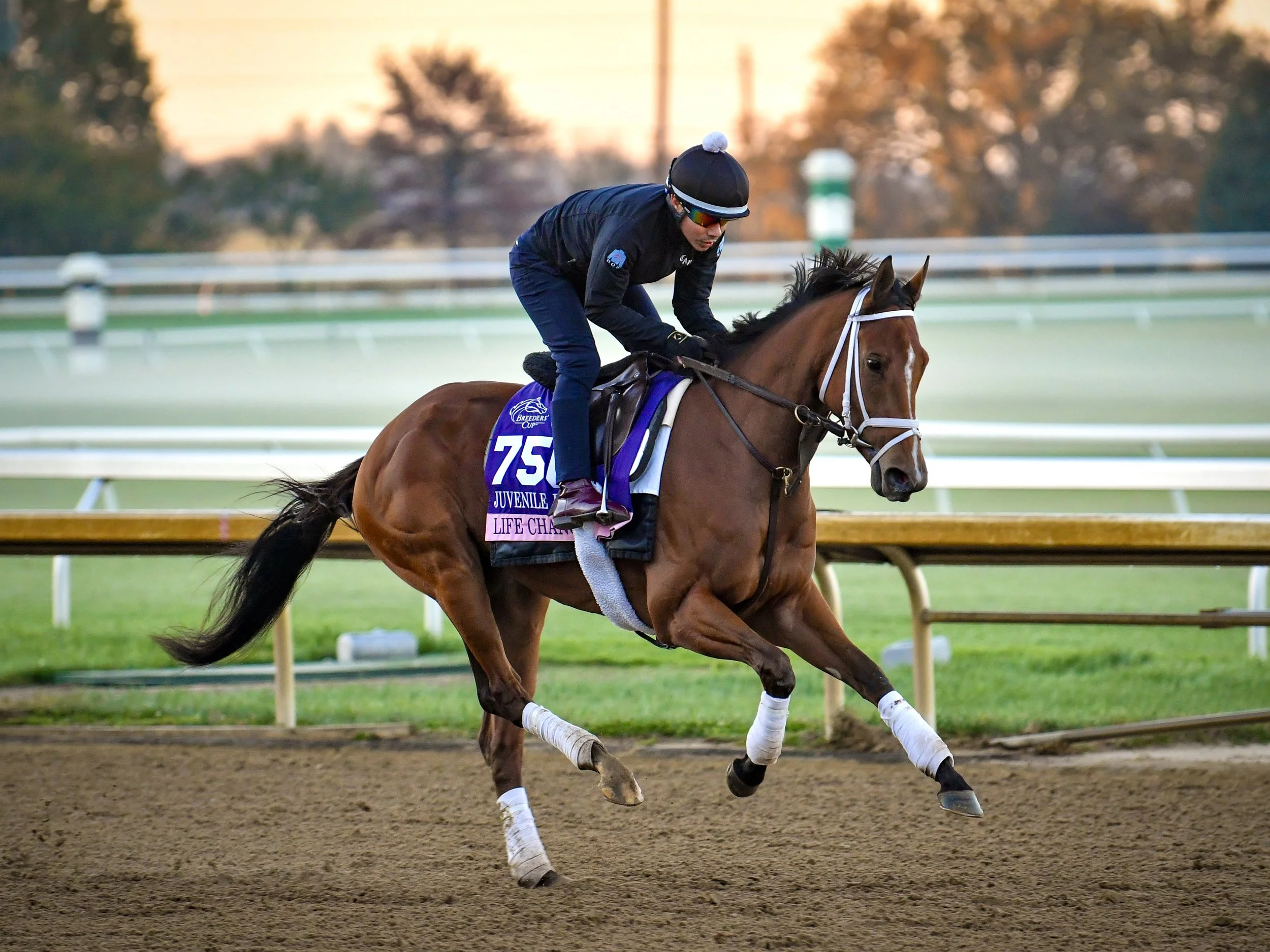 Happy Breeders' Cup Weekend!