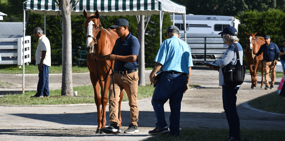 Understanding Conformation for Buying a Racehorse — Mill Ridge