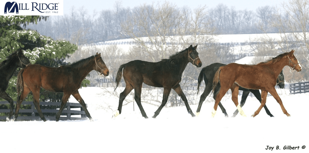 Wintering at Mill Ridge—A Horse Boarding Facility — Mill Ridge