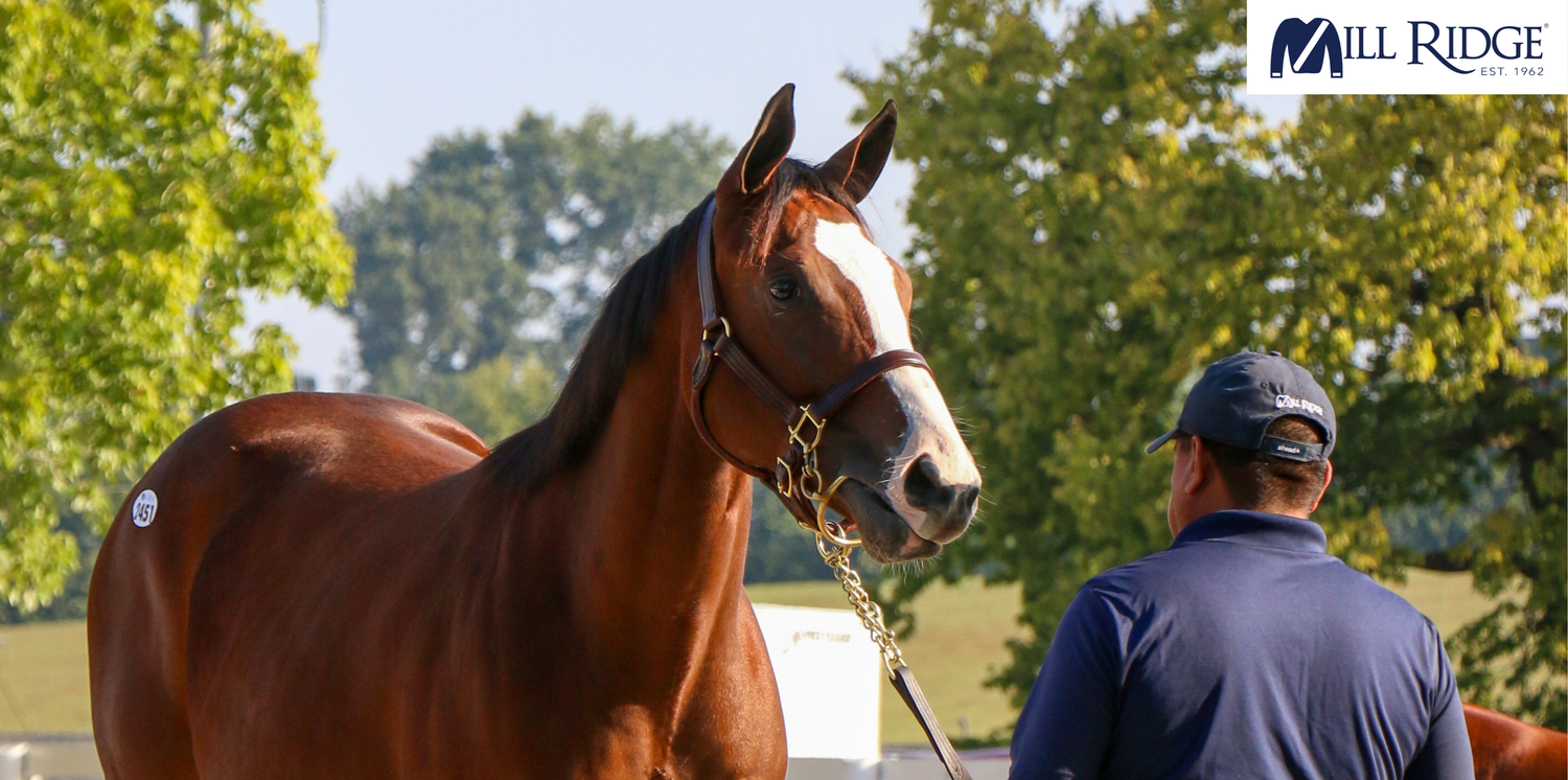 Understanding Conformation for Buying a Racehorse — Mill Ridge