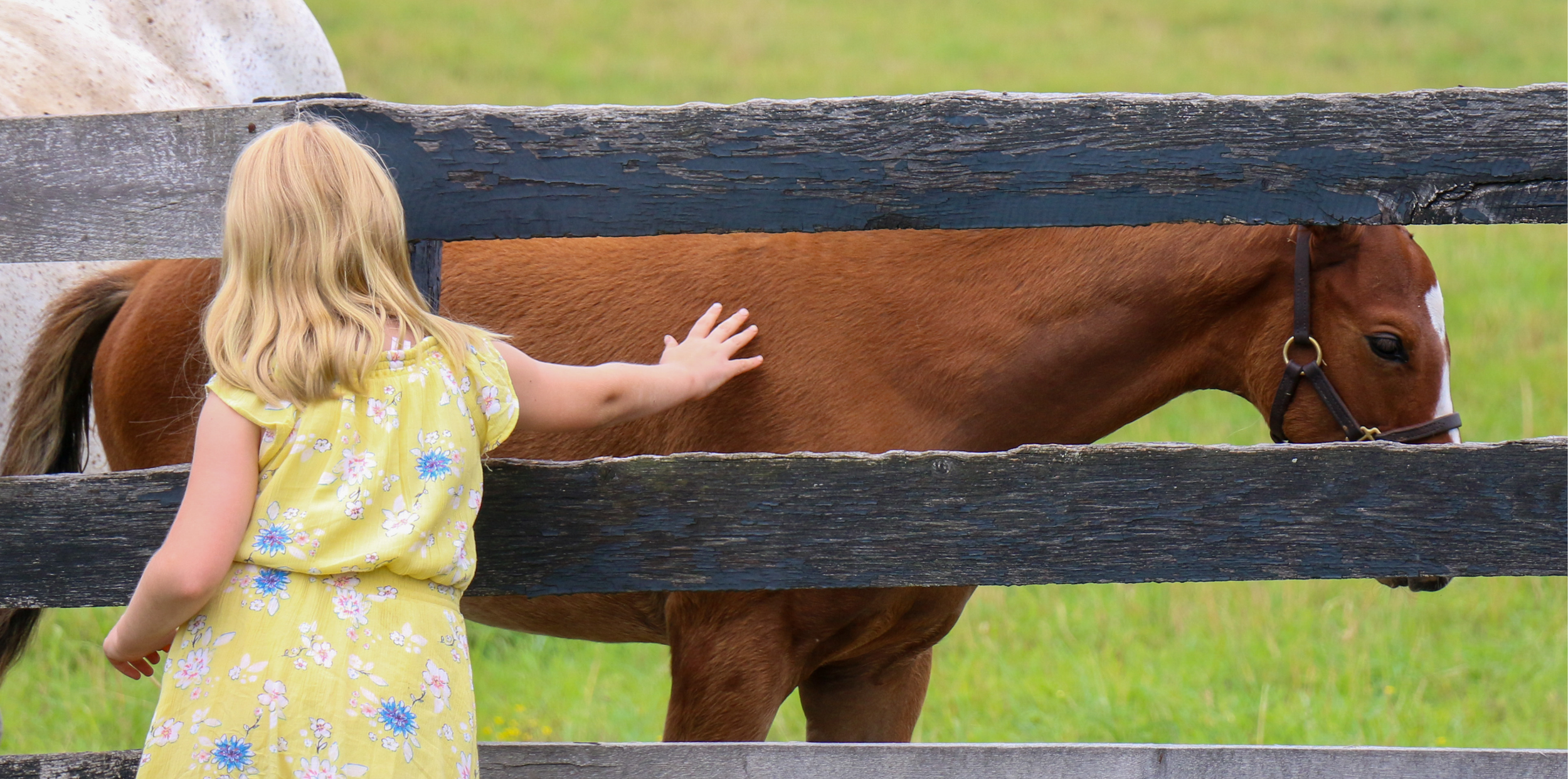 Lexington, Kentucky Horse Farm Tours are Hands-On and Rooted in History ...