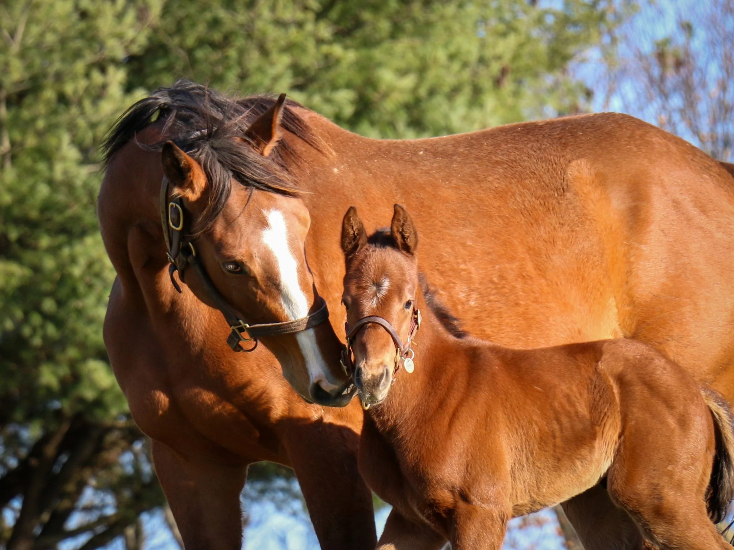 Tours + Shop — Mill Ridge