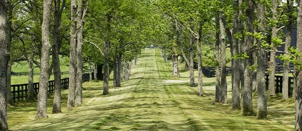 Visiting Kentucky? Don’t miss this Lexington, Kentucky Horse Farm Tour ...