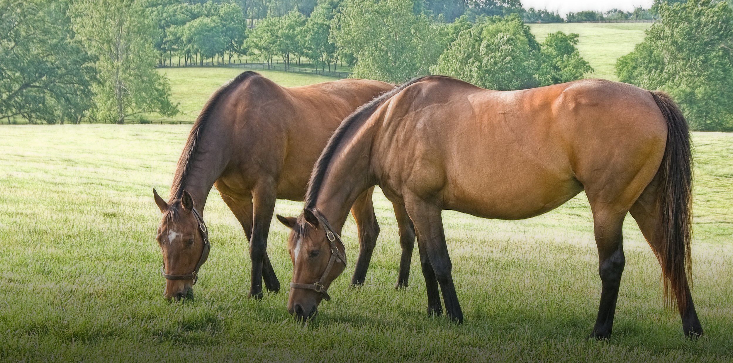 Tours + Shop — Mill Ridge