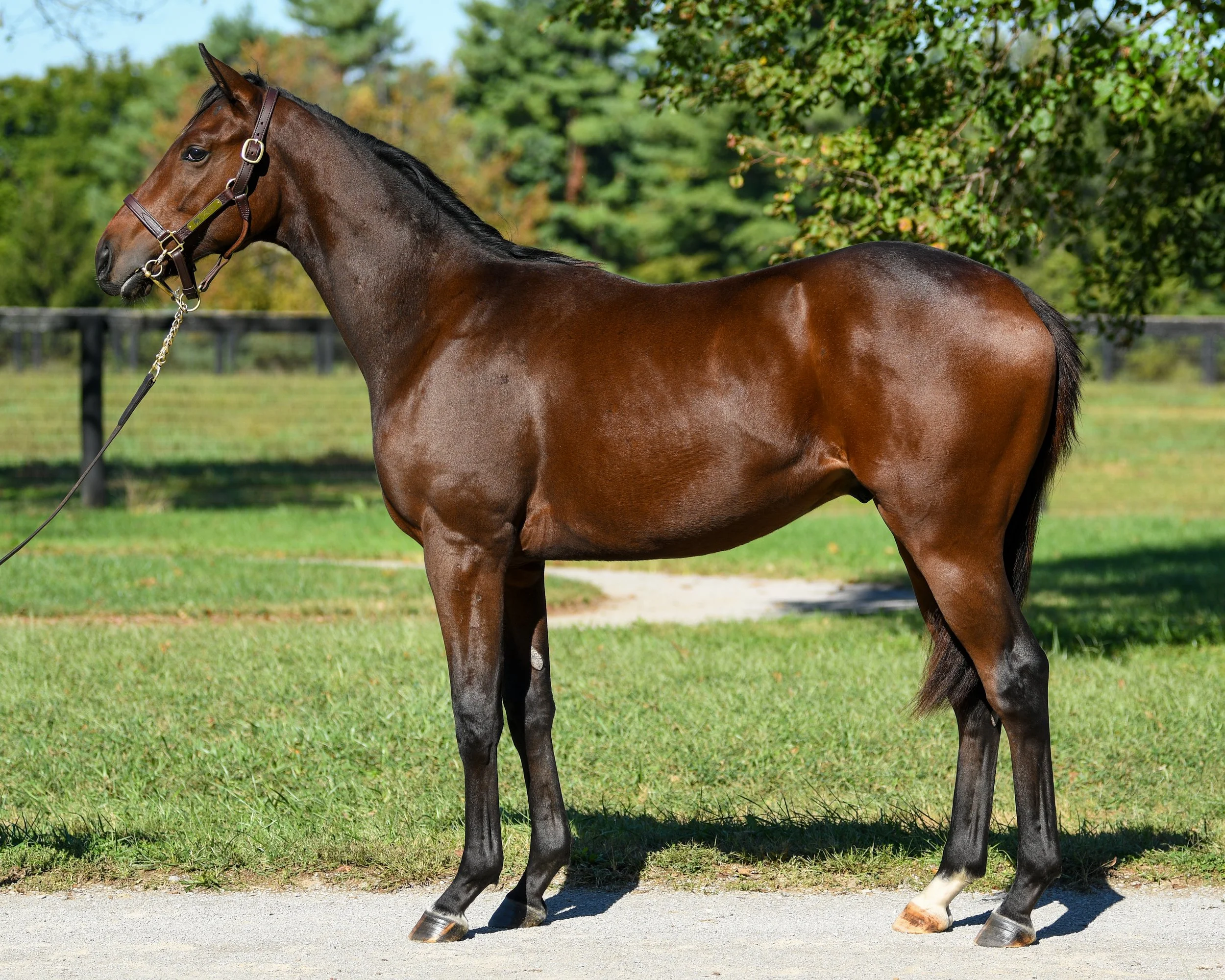 Hip 1368 c. FROSTED - FANCY LOVE — Mill Ridge