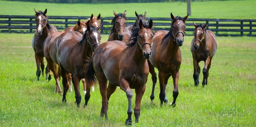 Mill Ridge Farm’s New Marketing Coordinator is Thrilled to be in the ...