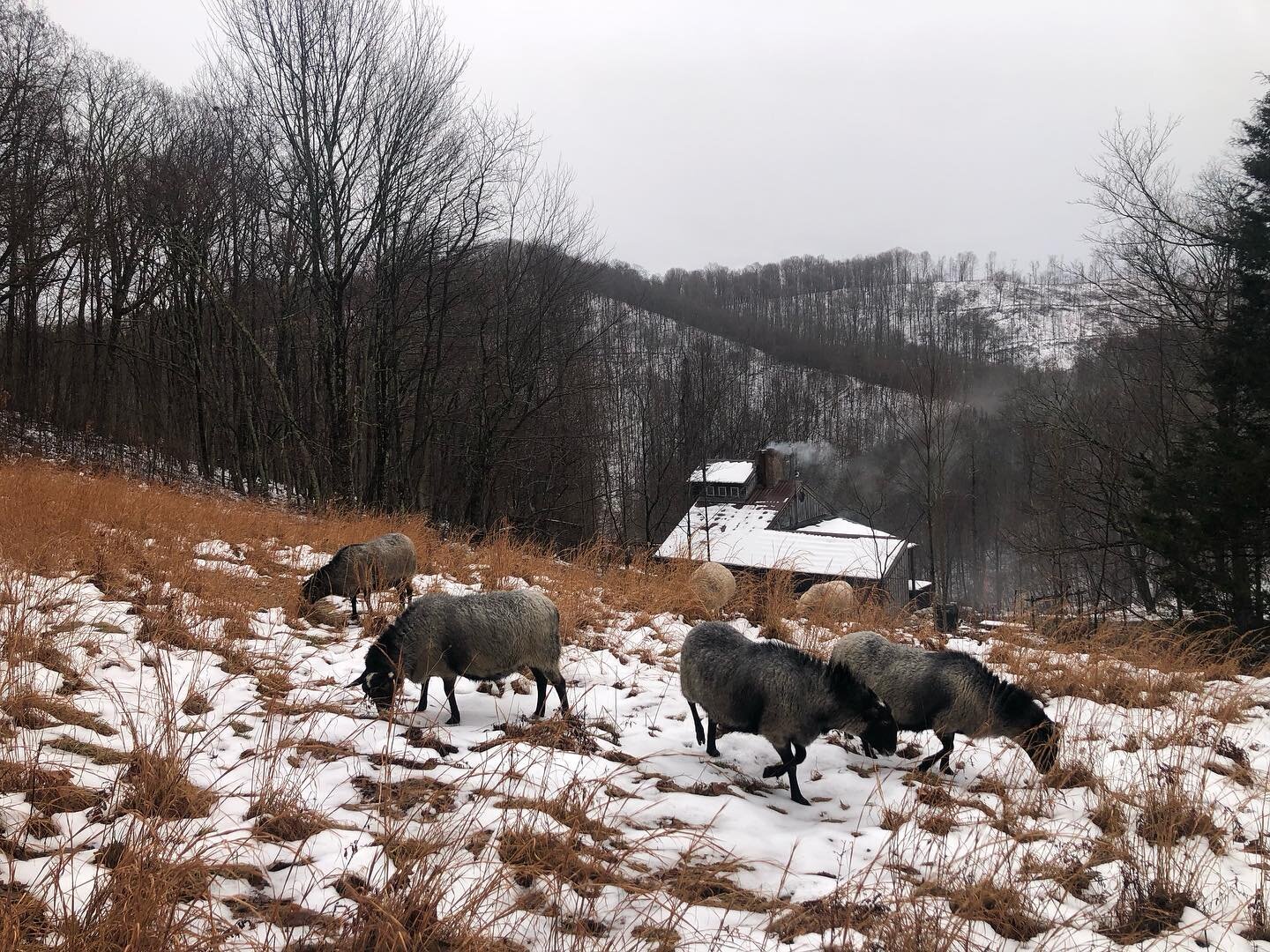 Our sheep like to go on winter walks around the property, here we are on the hill above the house #romanovsheep #homesteadliving