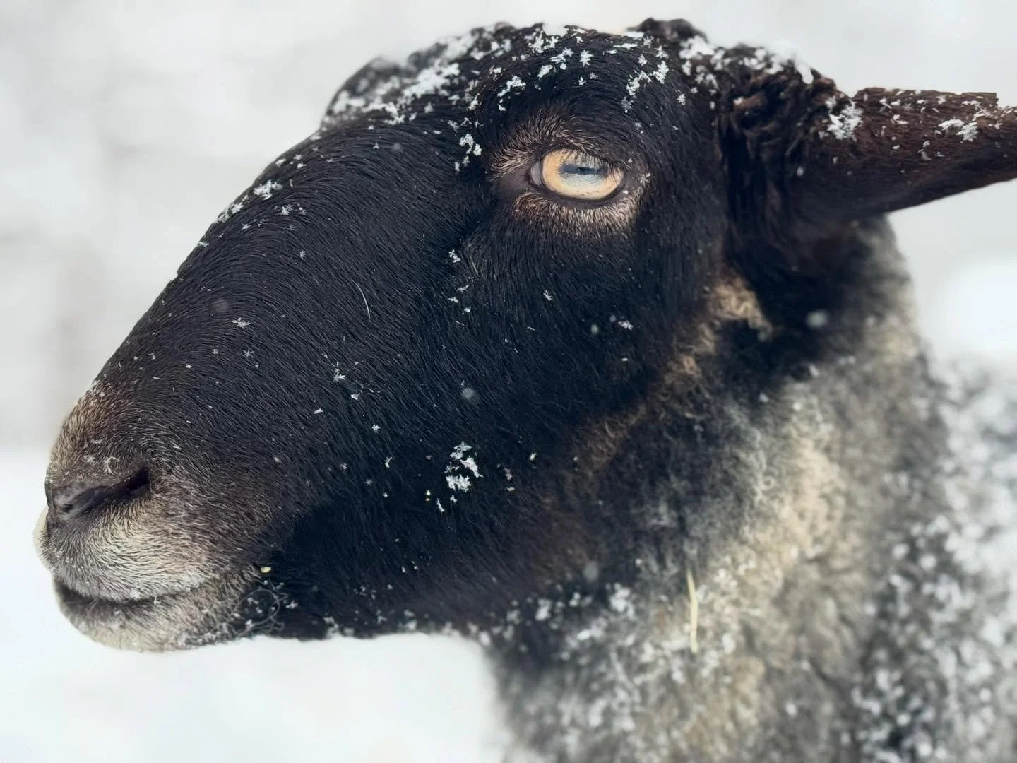 Romanov sheep West Virginia winter #homestead #romanovsheep