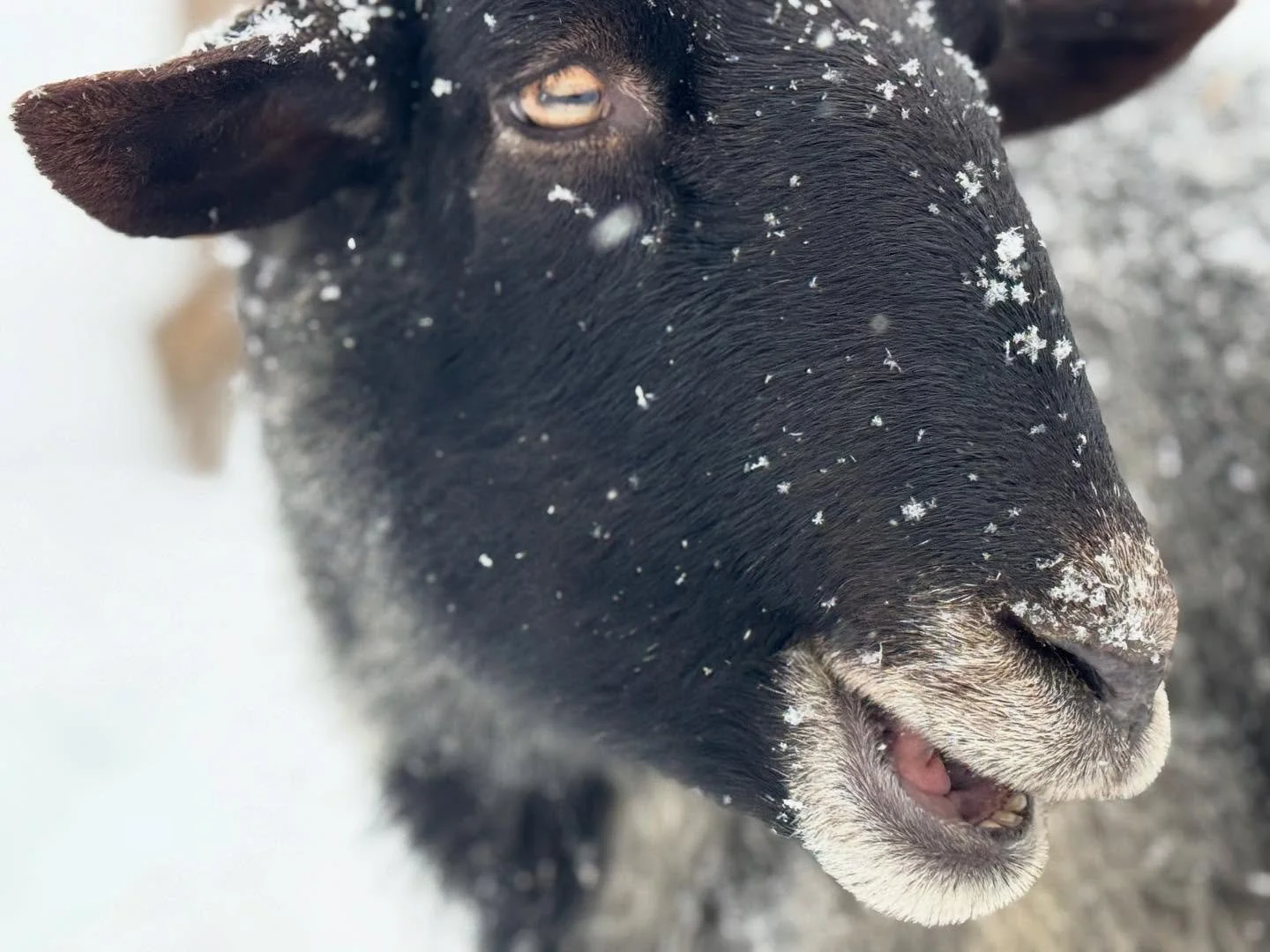 Lil G aka Vassily, Romanov sheep #romanovsheep #homesteading #westvirginiaphotography