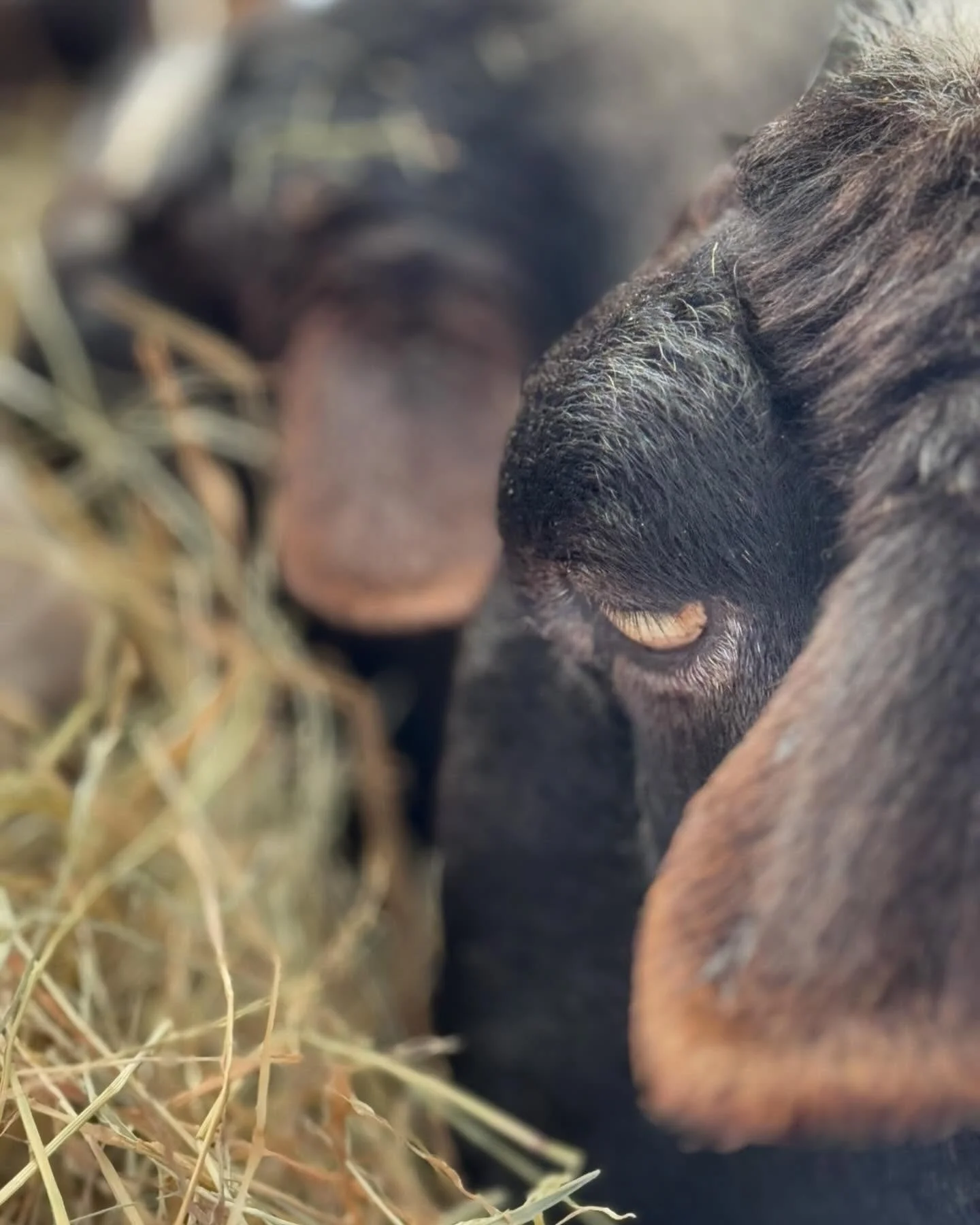 Romanov sheep have beautiful eyes