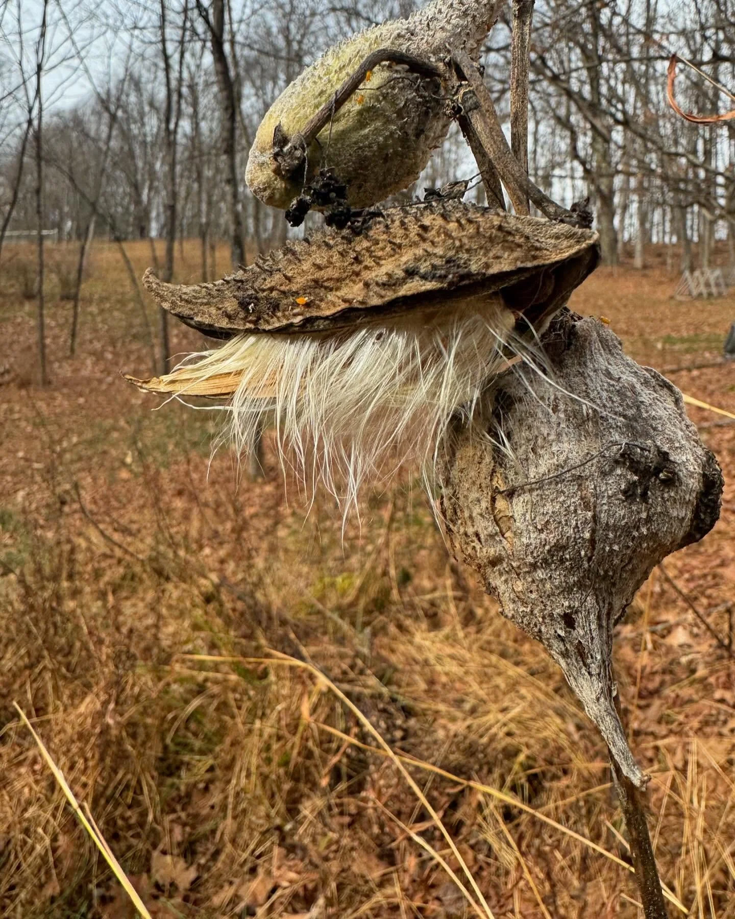 Guess this beauty #homesteading  #pollinatorplants