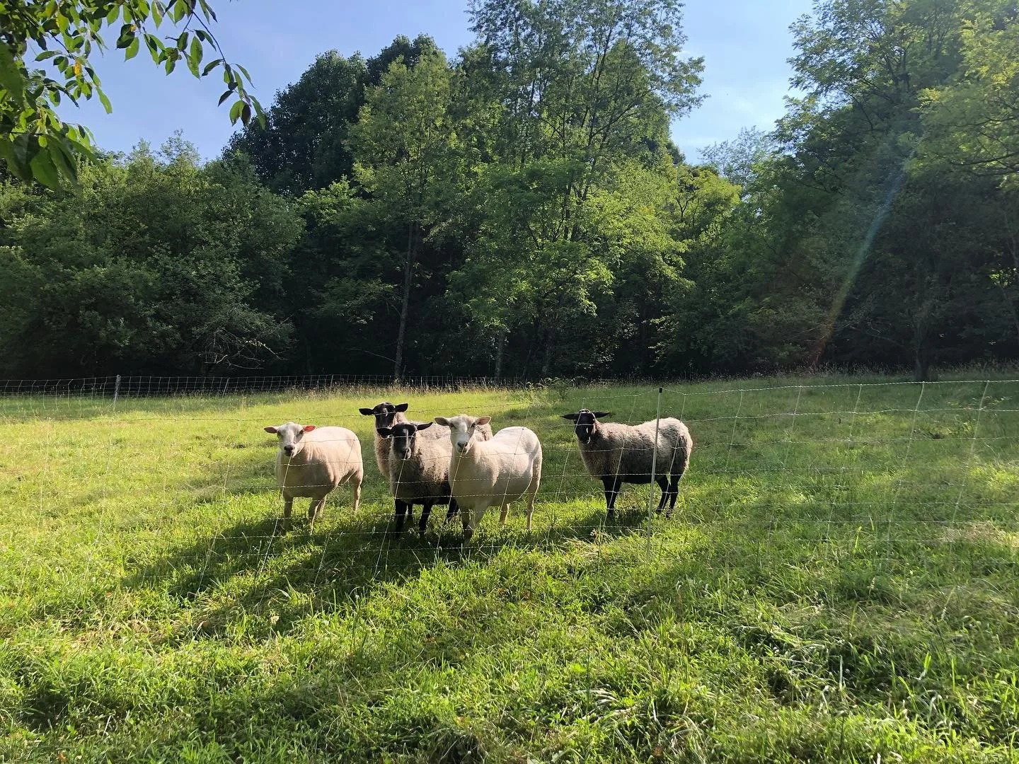 Just a little photo of our sheep in the orchard