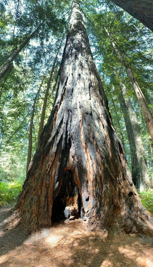 Sequoia tree roots_leo-korman-ny3hFdl_cZM-unsplash_500k.jpg