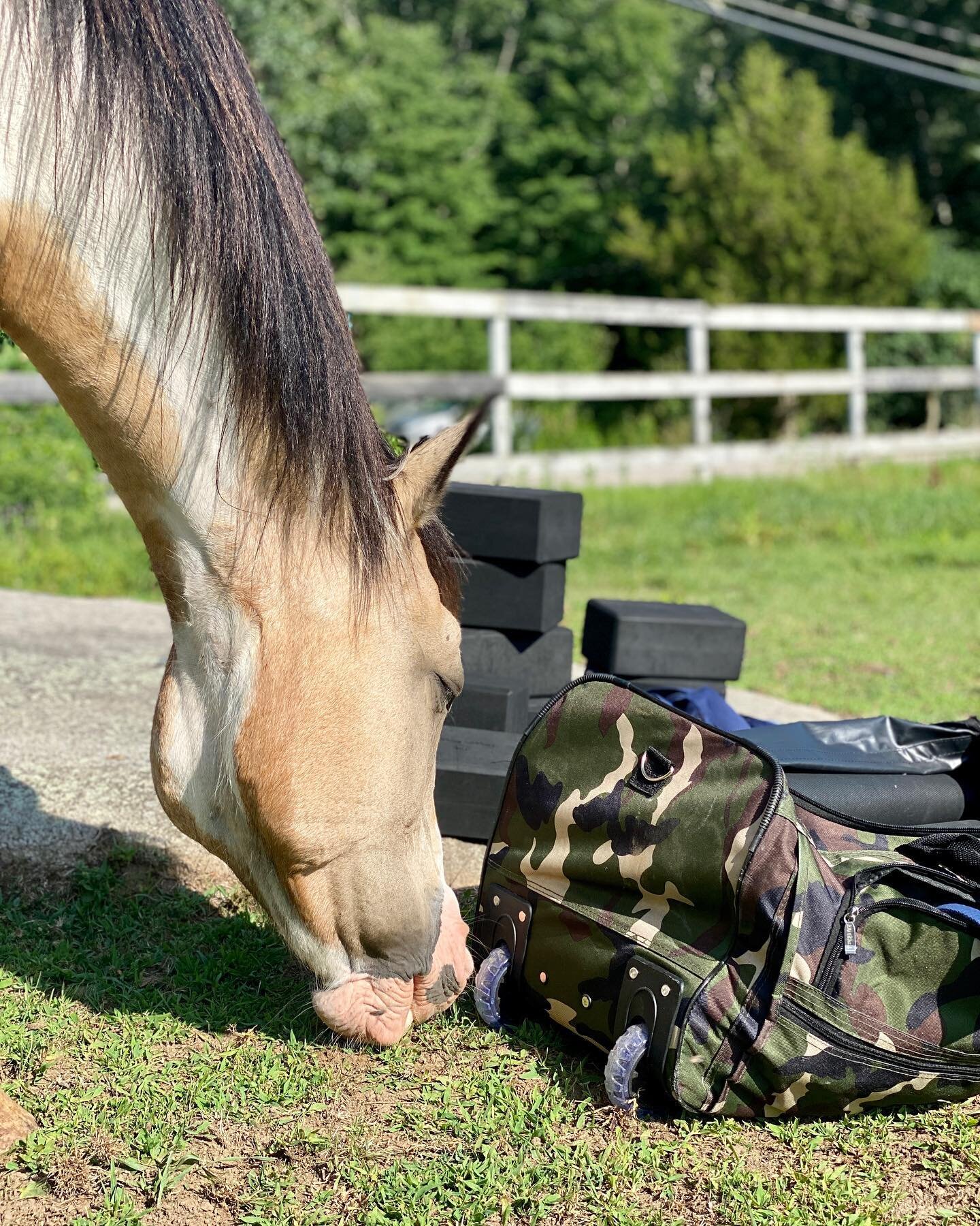Pictured here is Rain, one of the rescue horses at Project Comeback. The team at @comeback.project is running a 6-week program with @eastersealsveterans where Veterans are paired with these beautiful horses to assist in the horse&rsquo;s recovery fro