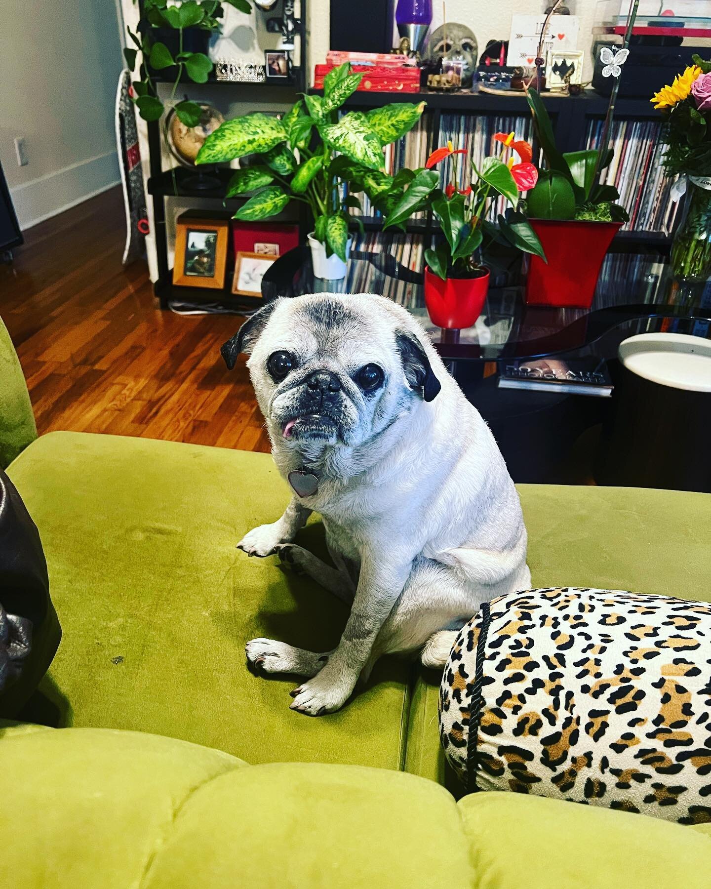 Improv Acupressure sesh with sweet Lucy. She&rsquo;s so adorable! #acupressure #newfriends #pugsofinstagram #family  #dogsofinstagram #longbeachcalifornia