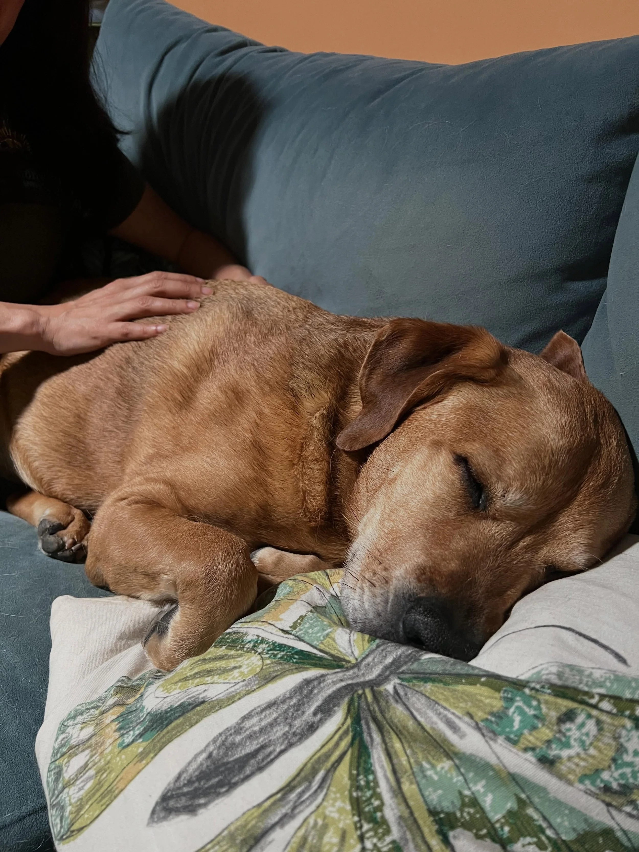 I love how safe Henry feels. He slept through most of our session. This is such amazing progress for this sweet boy! #massage #trust #adorable